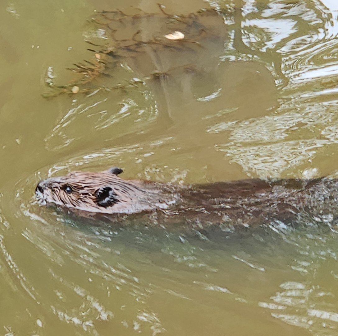 Rocky River NC - Wild beaver