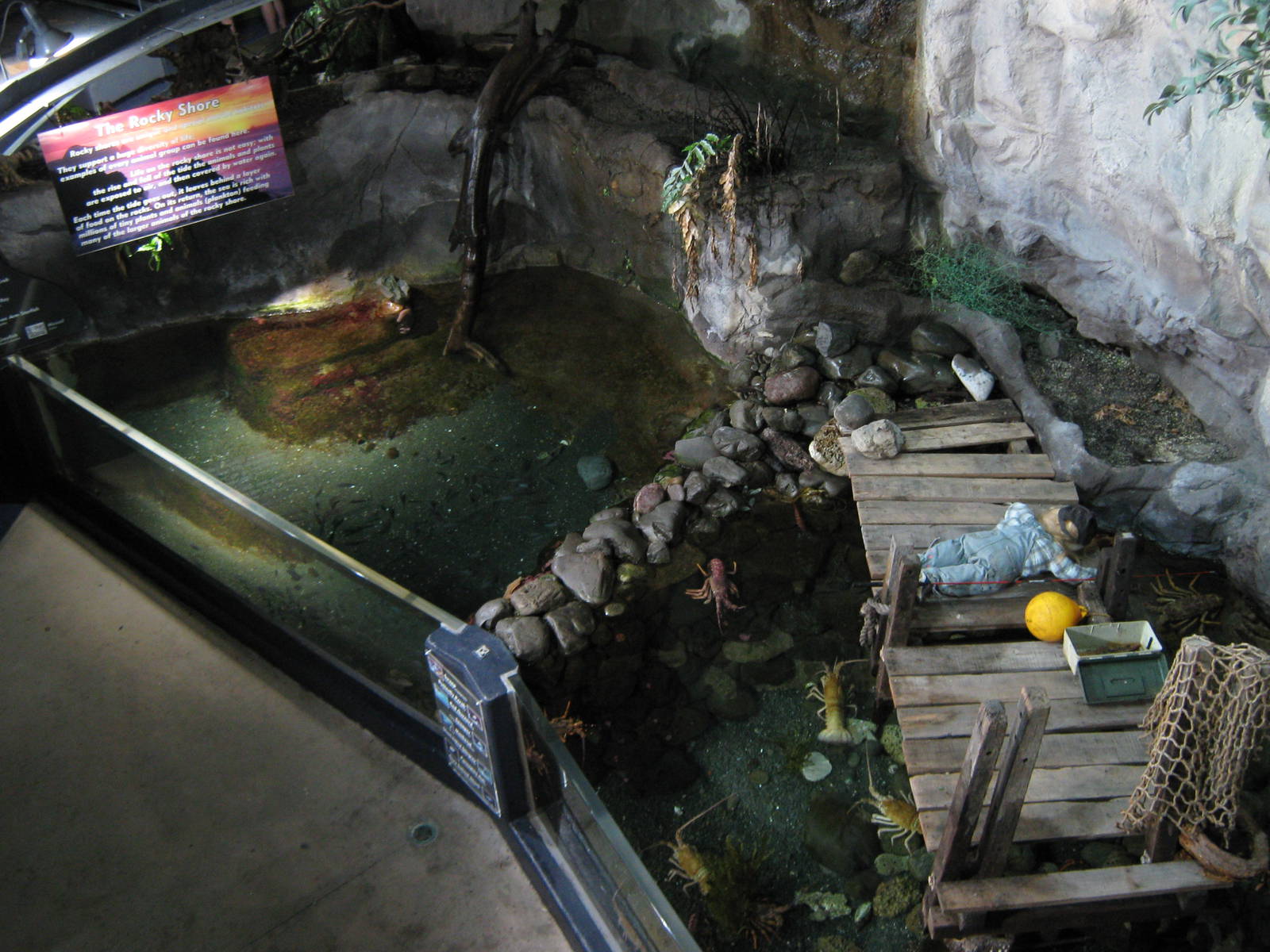 Rocky Shore exhibit from above