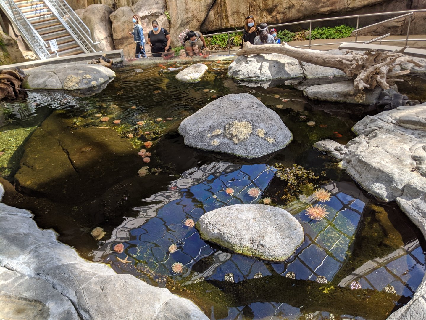 Rocky shore exhibit - reopening 31-08-2020