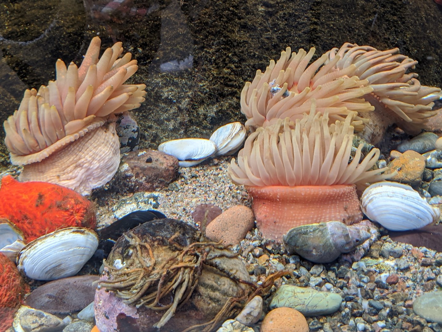 Rocky shore exhibit seafloor - reopening 31-08-2020