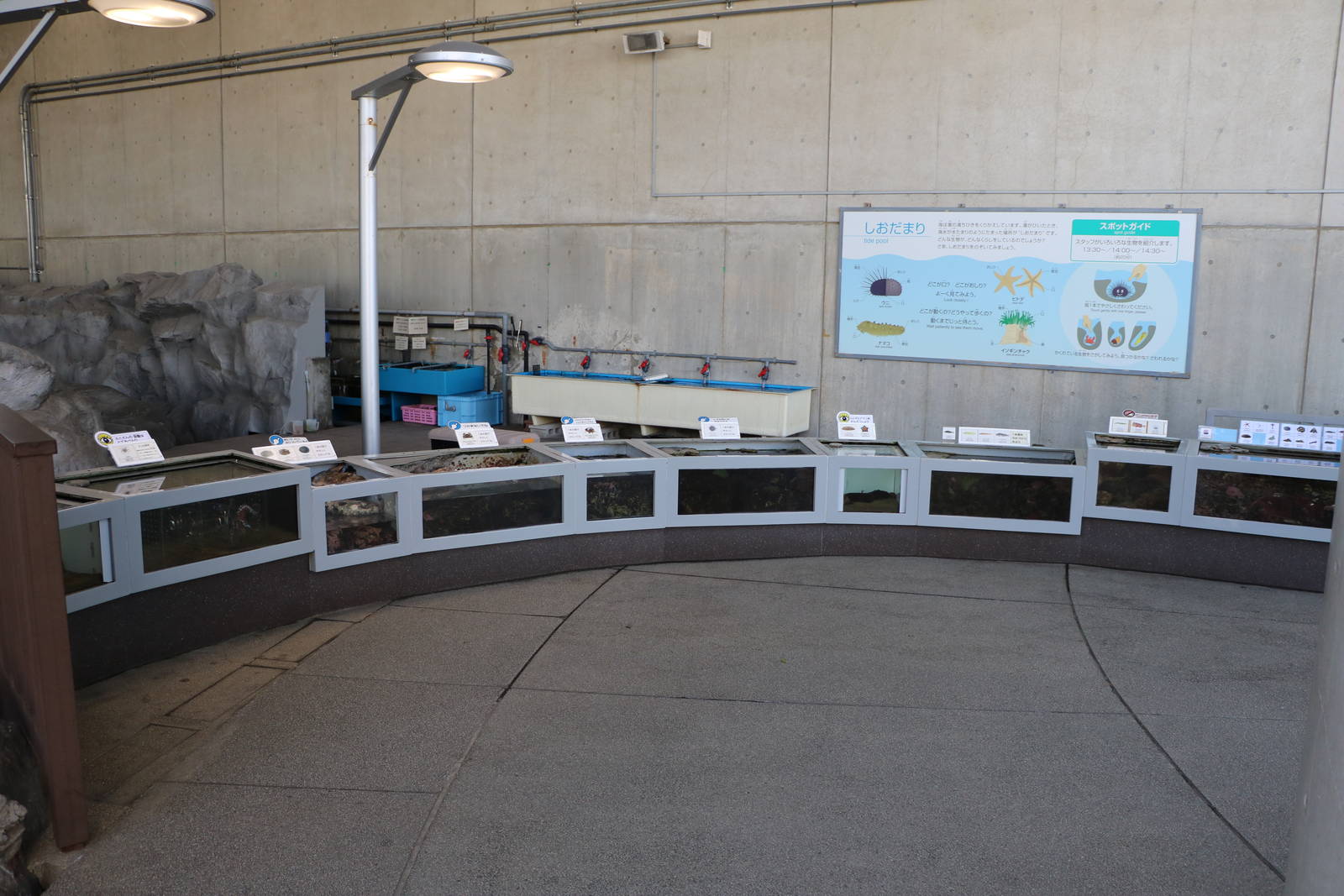 Rocky shore small tanks - Tokyo Sea Life Park, February 2016