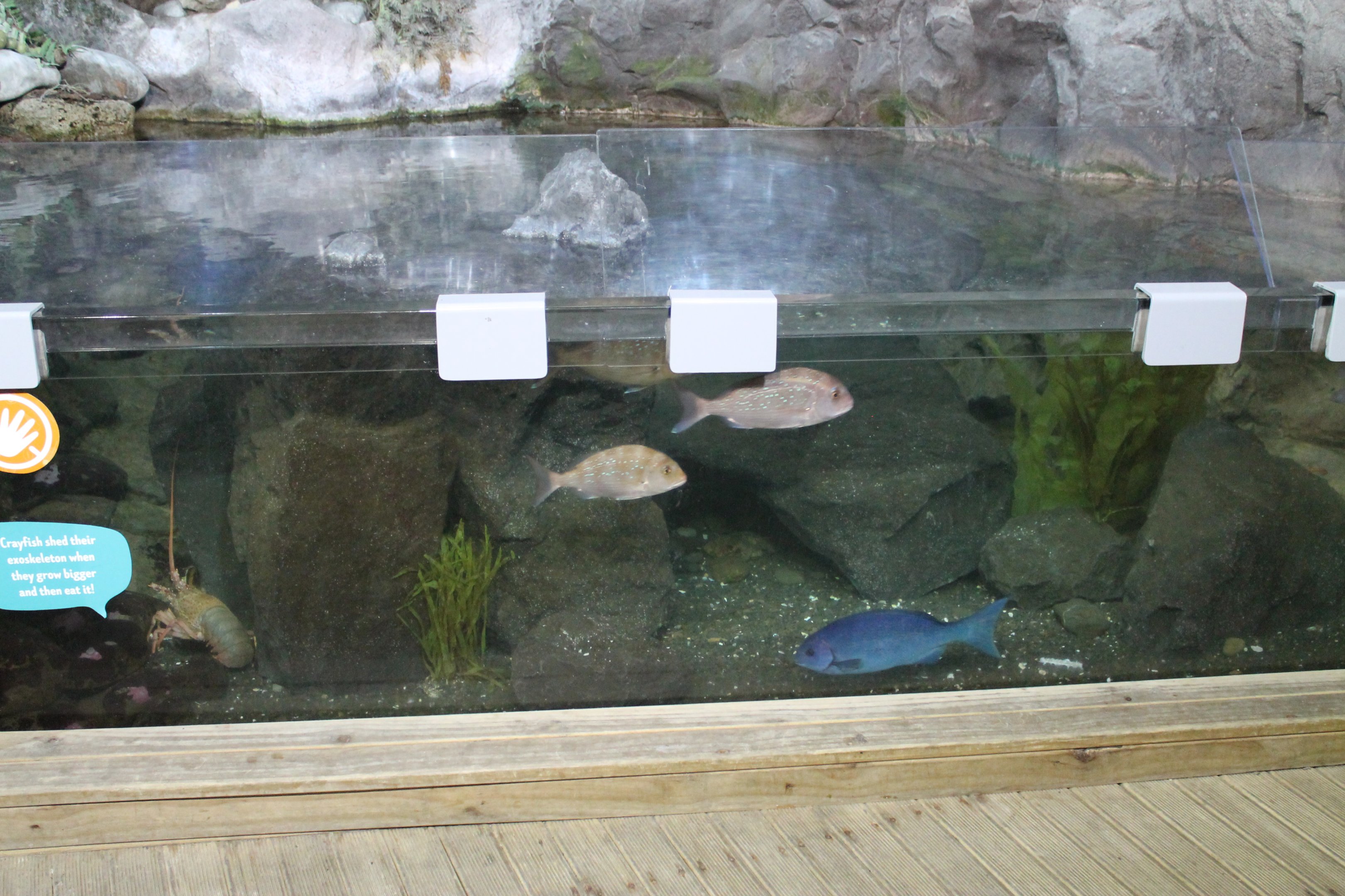 Rocky Shore tank