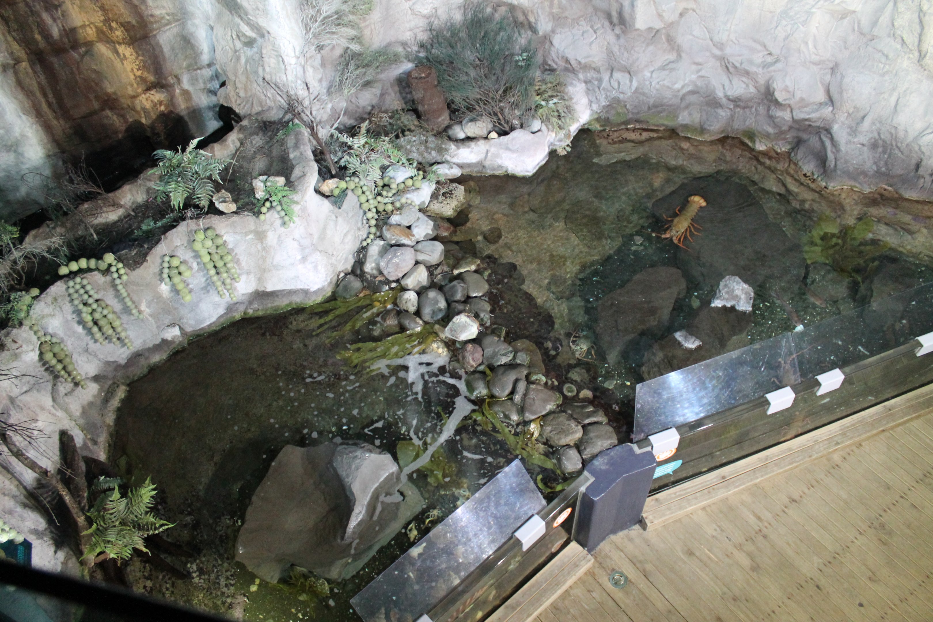 Rocky Shore tanks from above