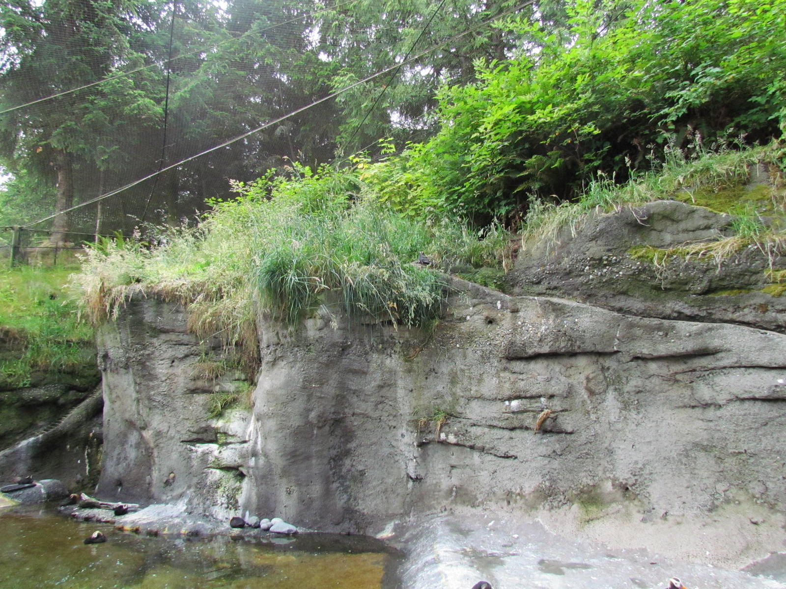 Rocky Shores - Alcid Exhibit