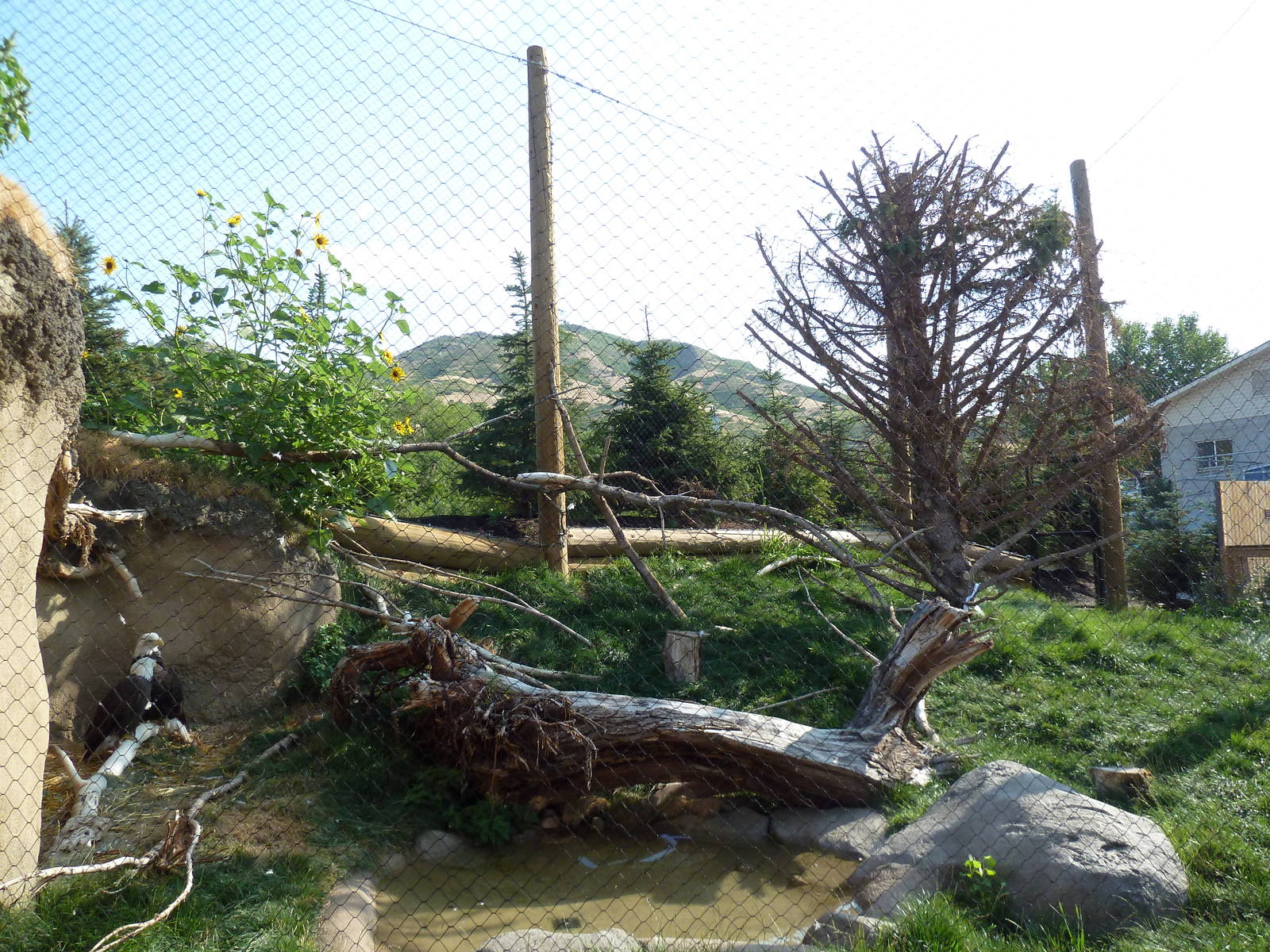 Rocky Shores - Bald Eagle Exhibit