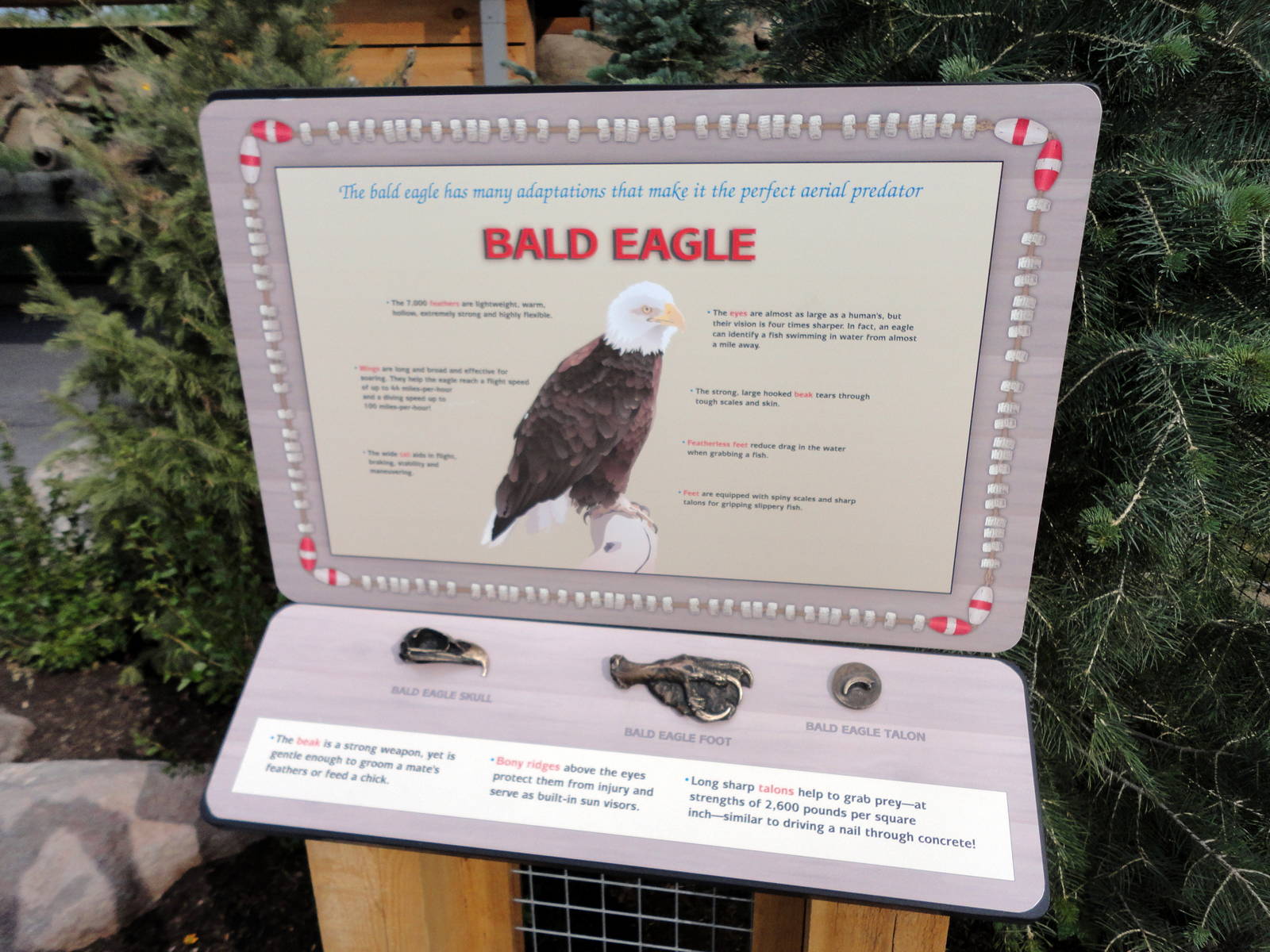 Rocky Shores - Bald Eagle Touch-able Graphic