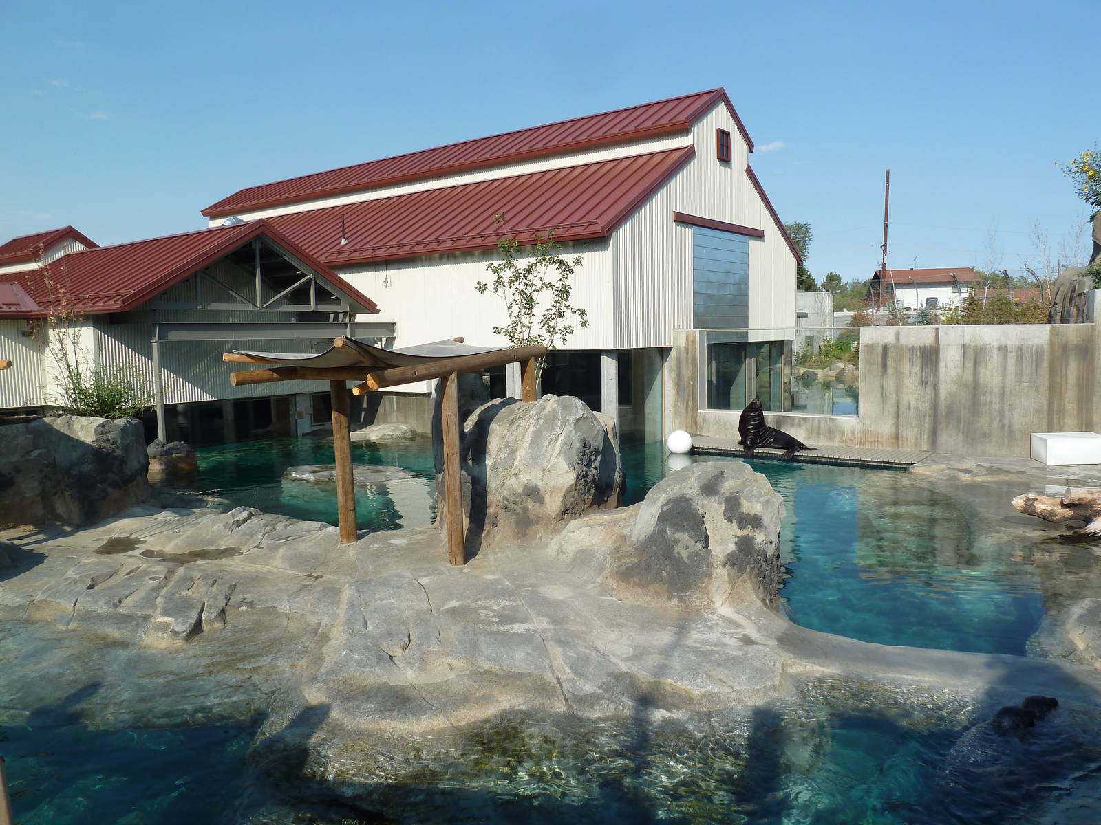 Rocky Shores - California Sea Lion/Harbour Seal Exhibit
