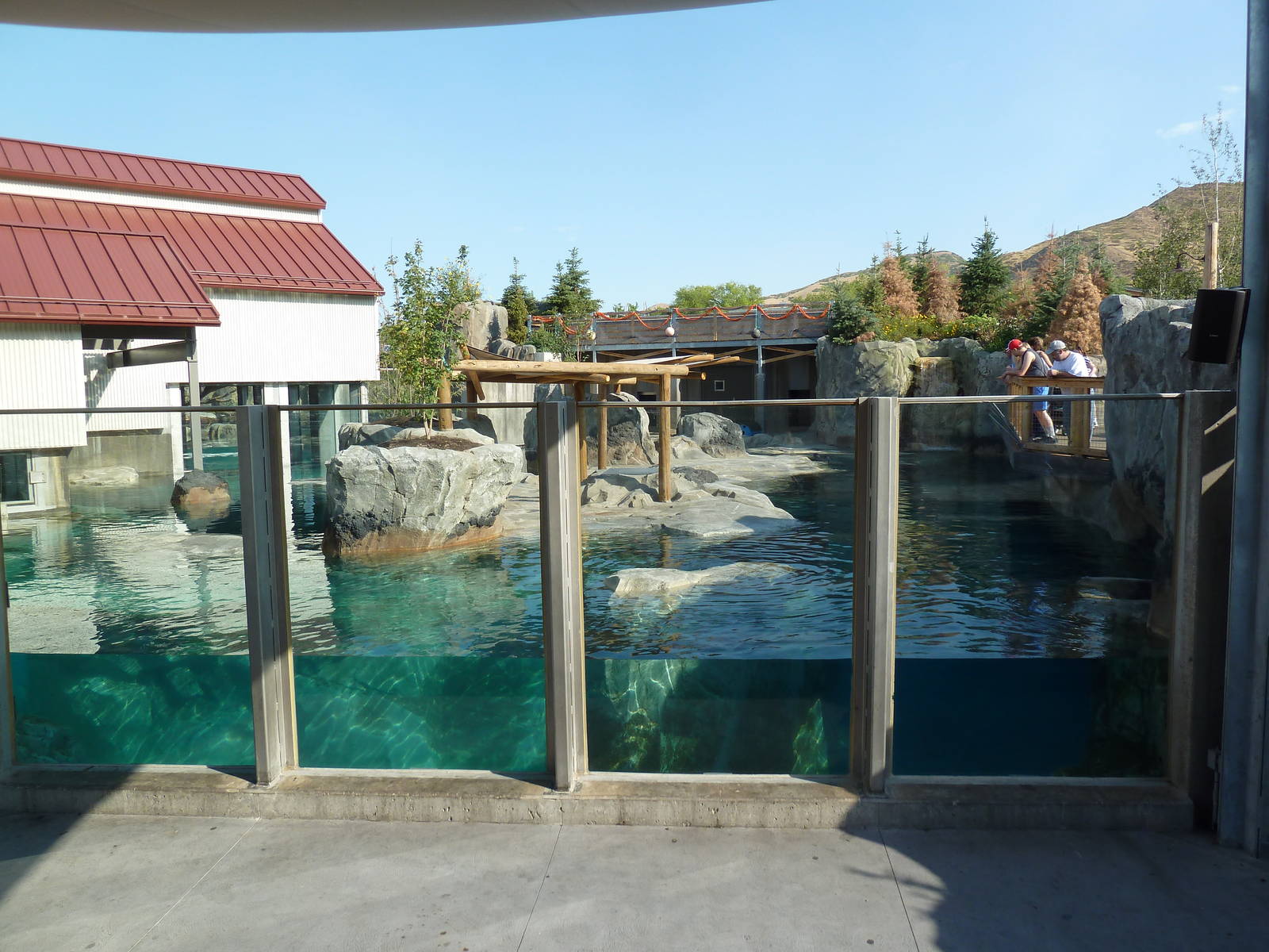 Rocky Shores - California Sea Lion/Harbour Seal Exhibit