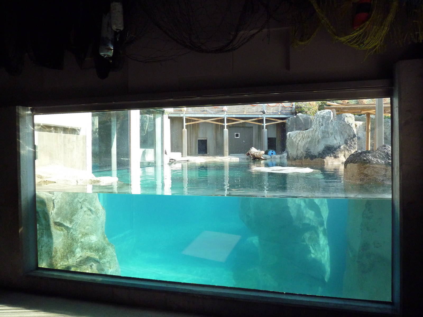 Rocky Shores - California Sea Lion/Harbour Seal Exhibit