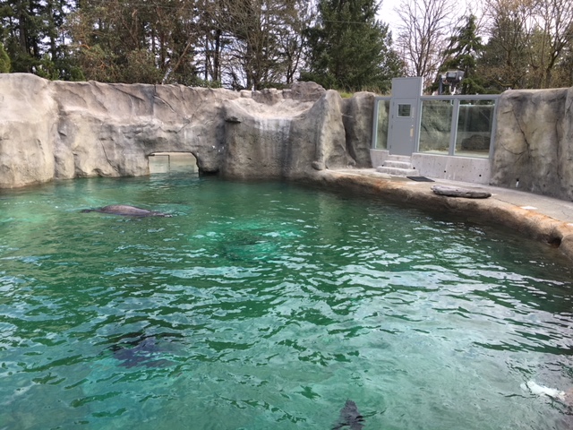 Rocky Shores - California Sea Lion/Harbour Seal Exhibit