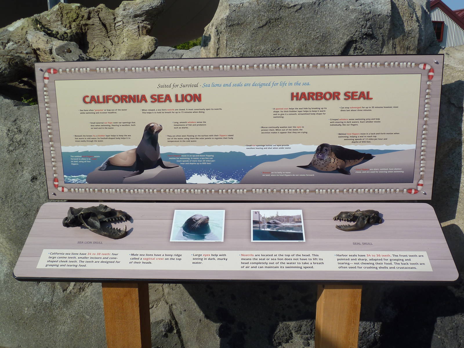 Rocky Shores - California Sea Lion/Harbour Seal Sign