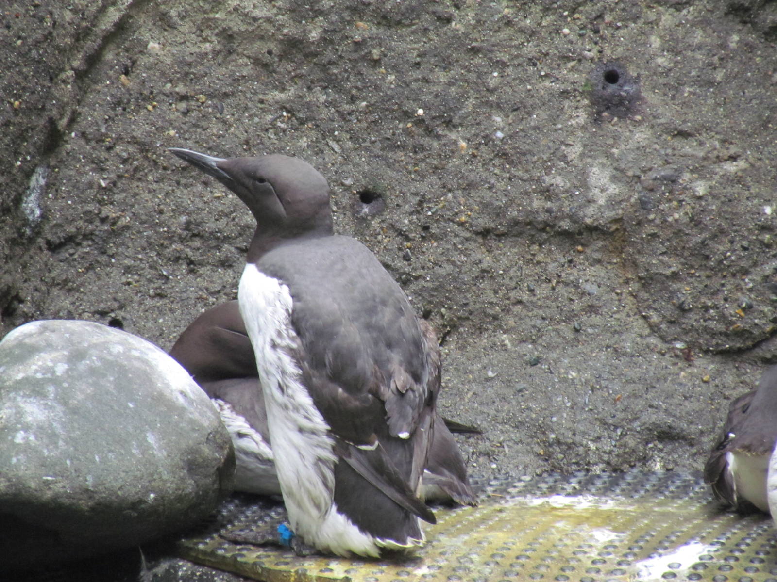Rocky Shores - Common Murre