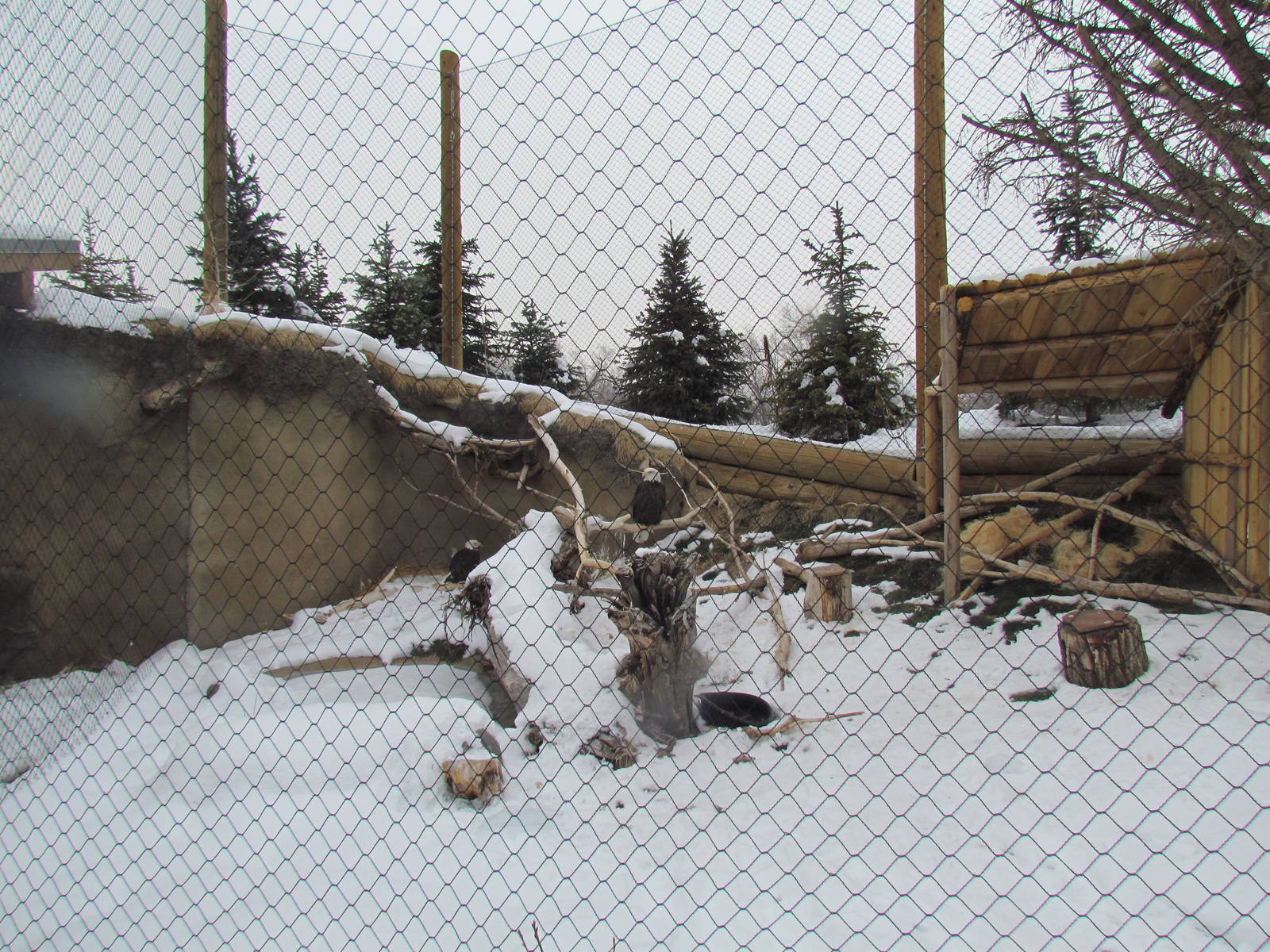 Rocky Shores - Eagle Exhibit