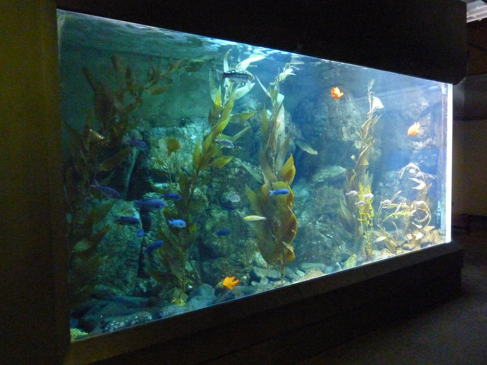 Rocky Shores Exhibits