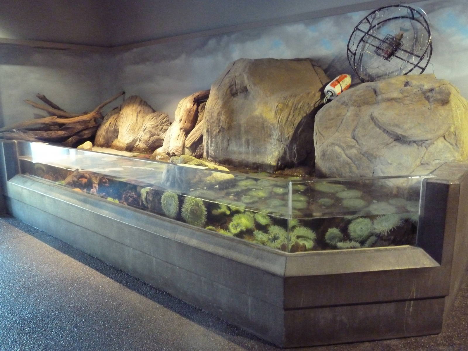 Rocky Shores Gallery