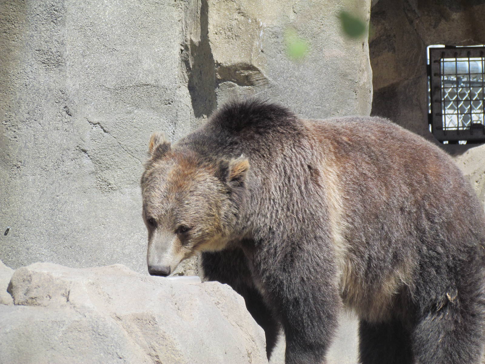 Rocky Shores - Grizzly Bear