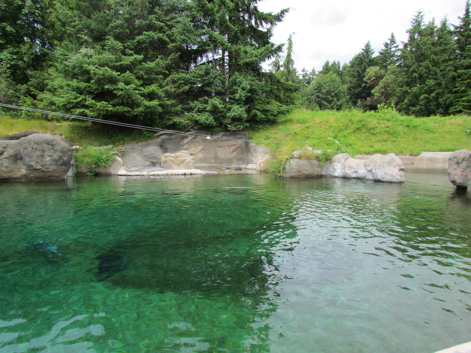 Rocky Shores - Harbor Seal Exhibit