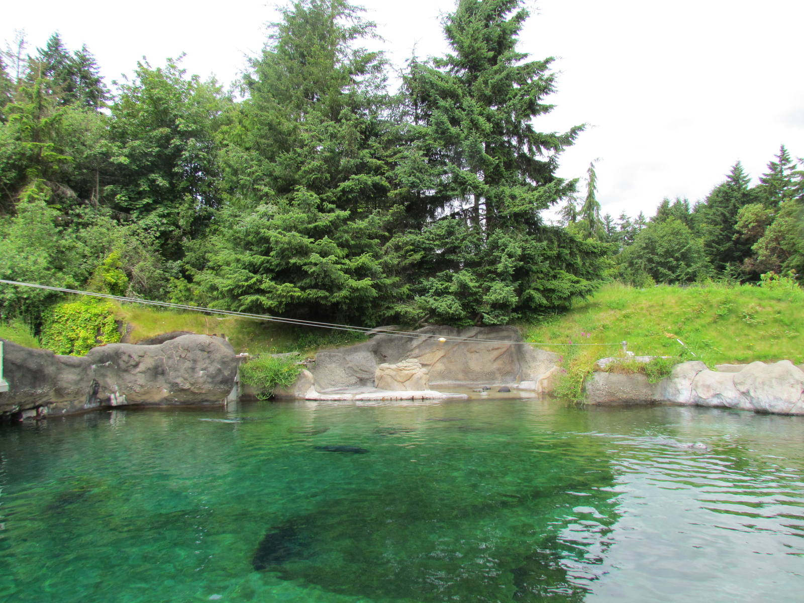 Rocky Shores - Harbor Seal Exhibit