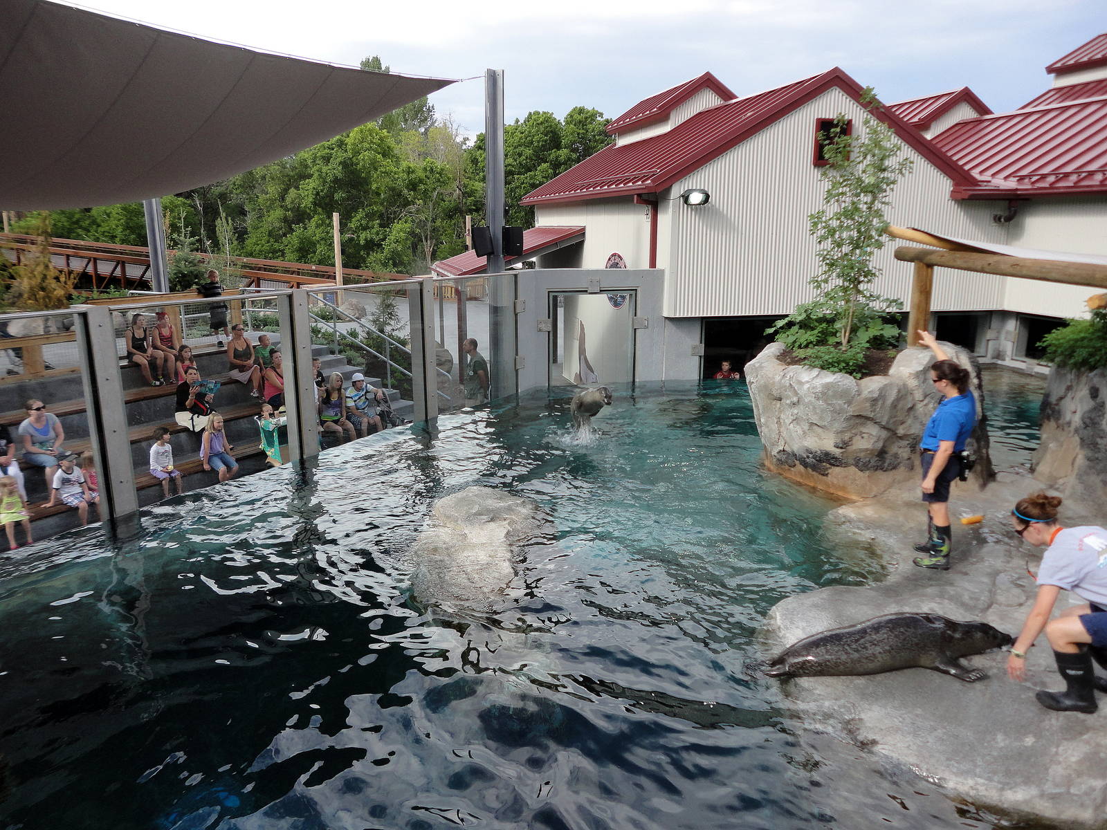 Rocky Shores - Harbor Seal Training