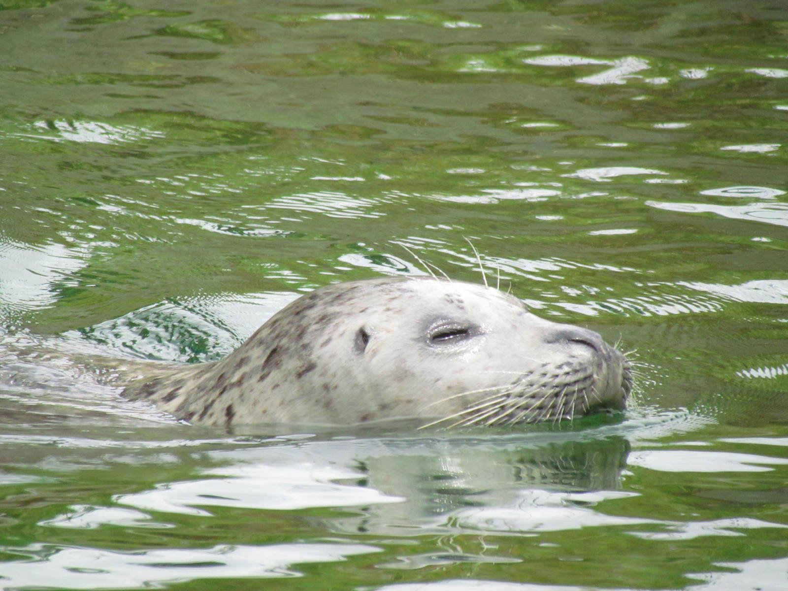 Rocky Shores - Harbor Seal