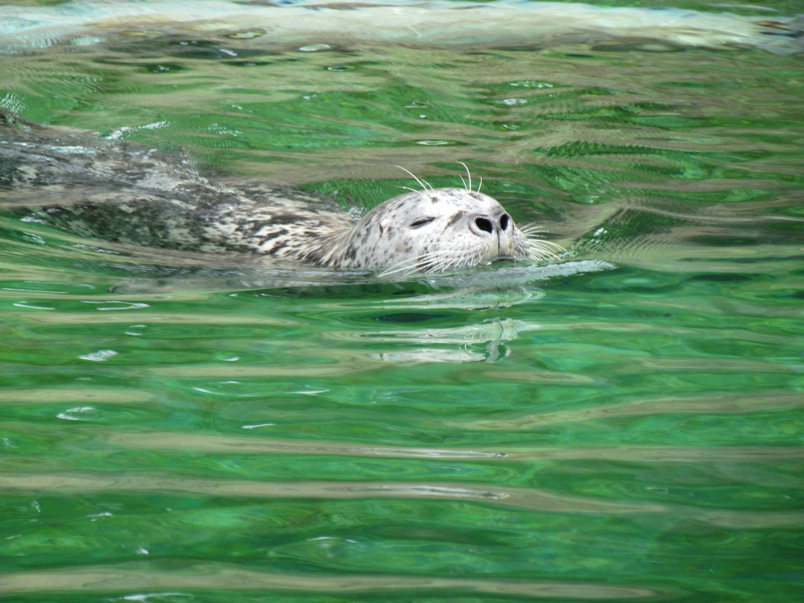 Rocky Shores - Harbor Seal