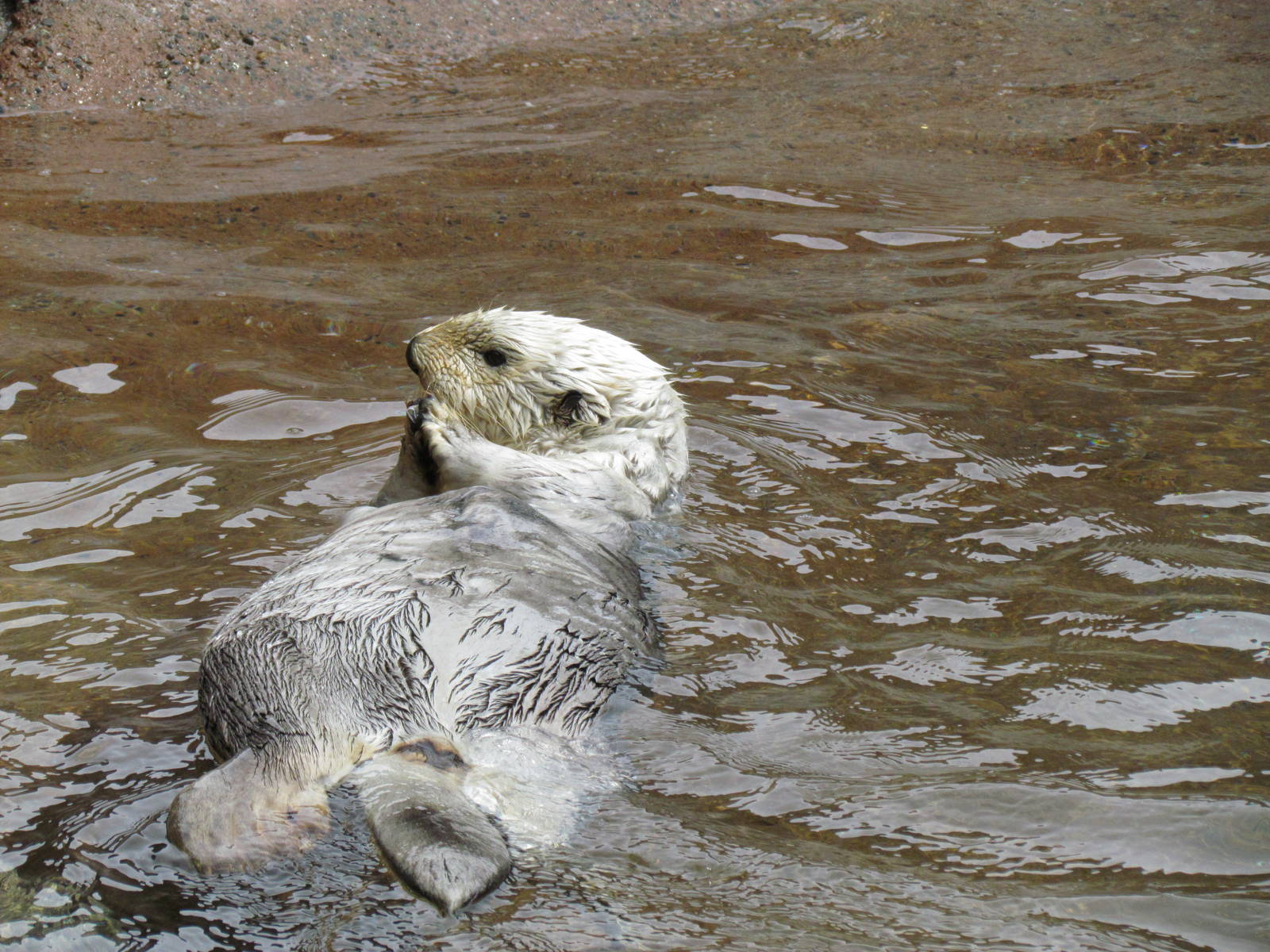 Rocky Shores - Northern Sea Otter