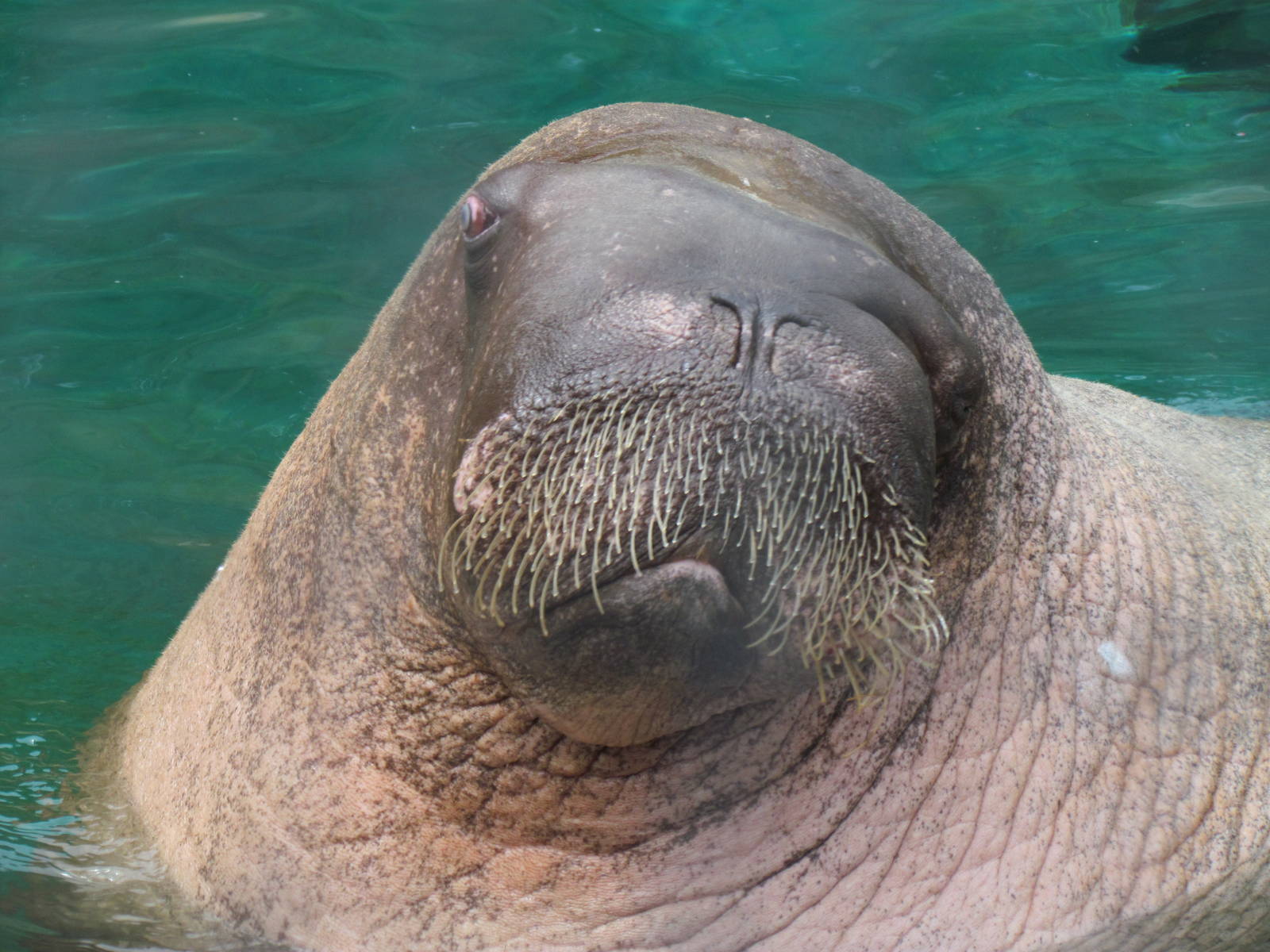Rocky Shores - Pacific Walrus "E.T."