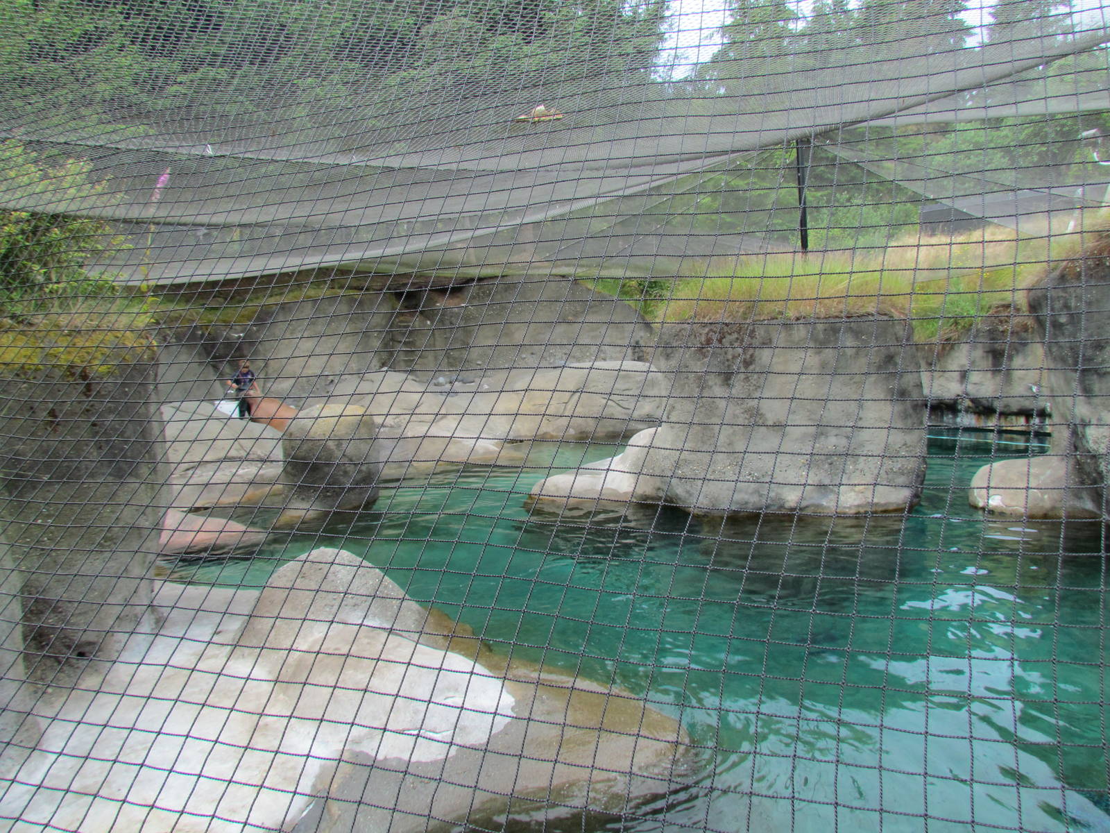 Rocky Shores - Pacific Walrus Exhibit