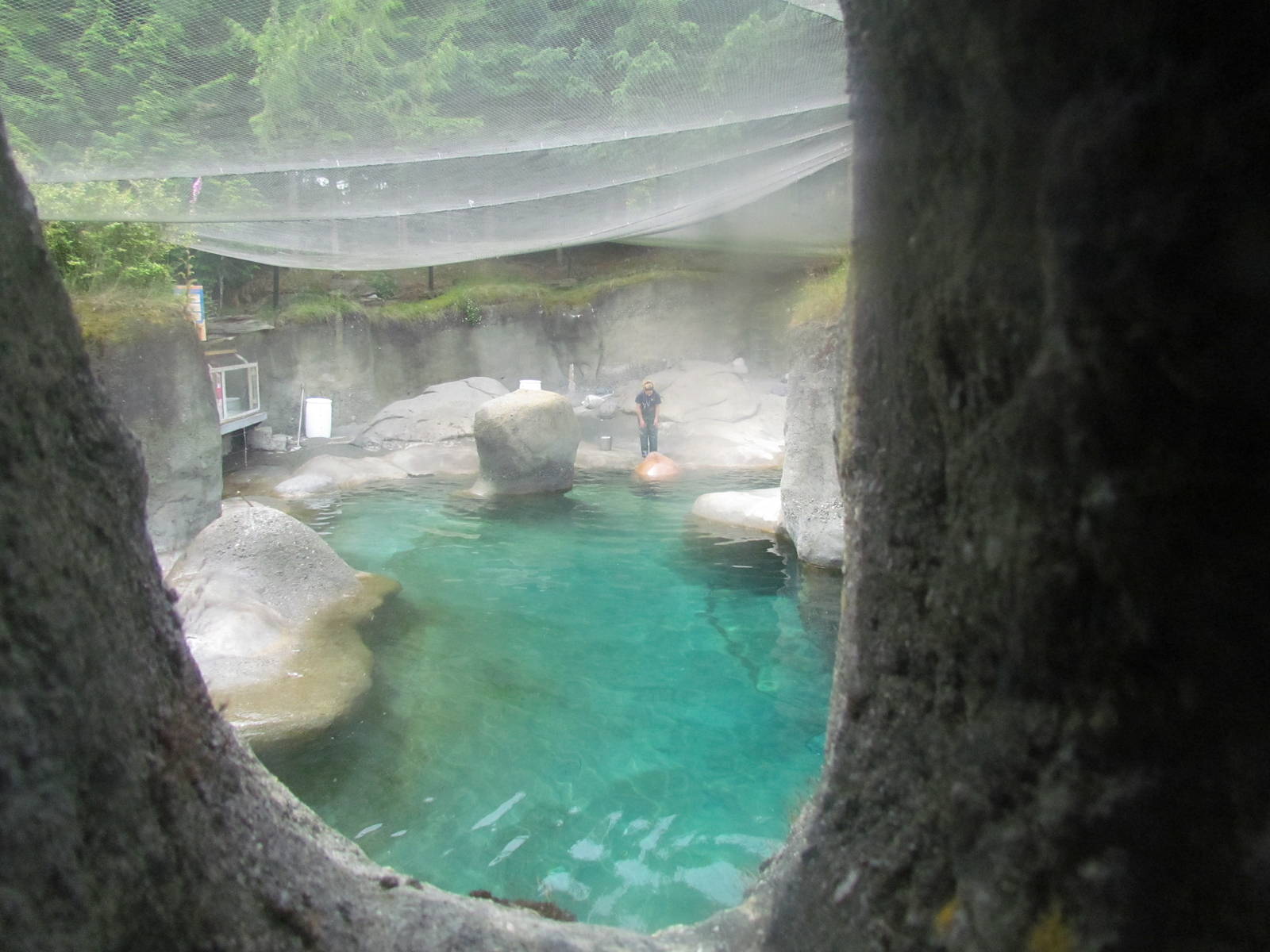 Rocky Shores - Pacific Walrus Exhibit