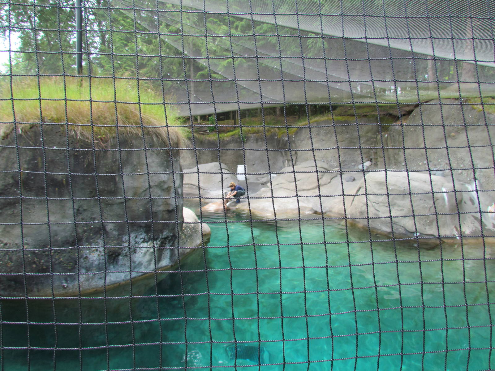 Rocky Shores - Pacific Walrus Exhibit