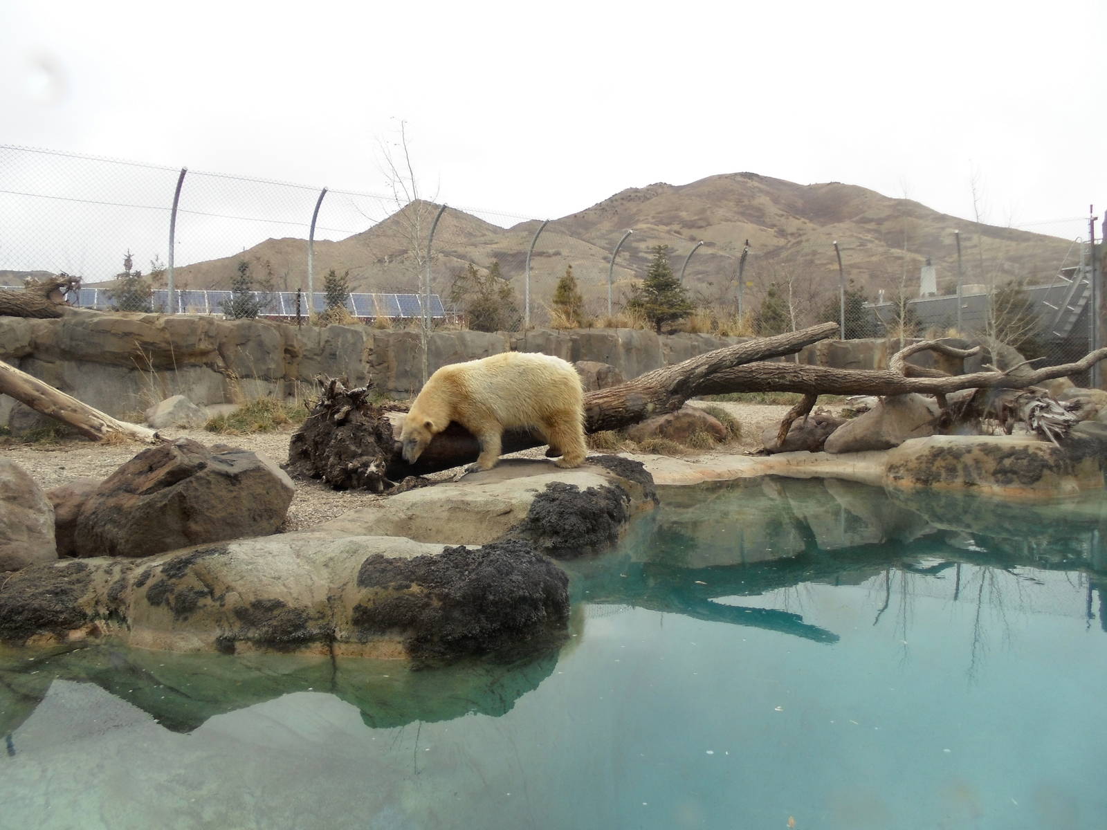 Rocky Shores - Polar Bear Exhibit