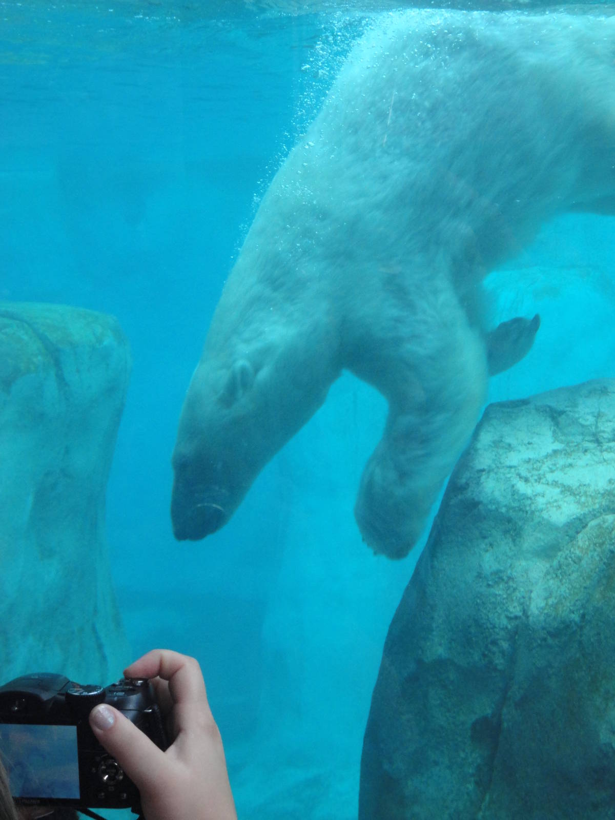 Rocky Shores - Polar Bear Underwater