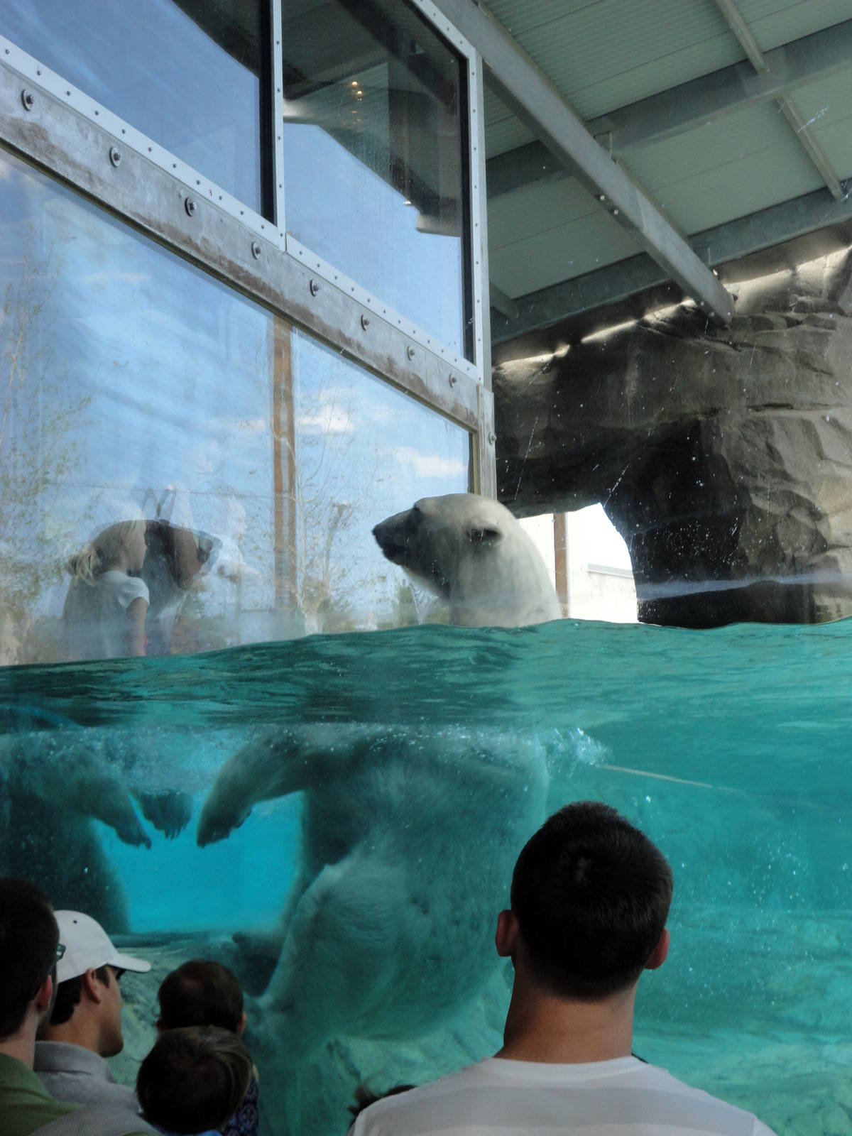 Rocky Shores - Polar Bear