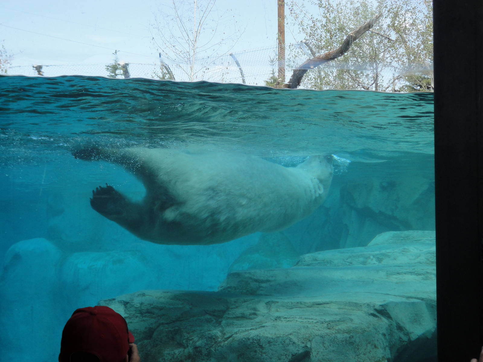 Rocky Shores - Polar Bear