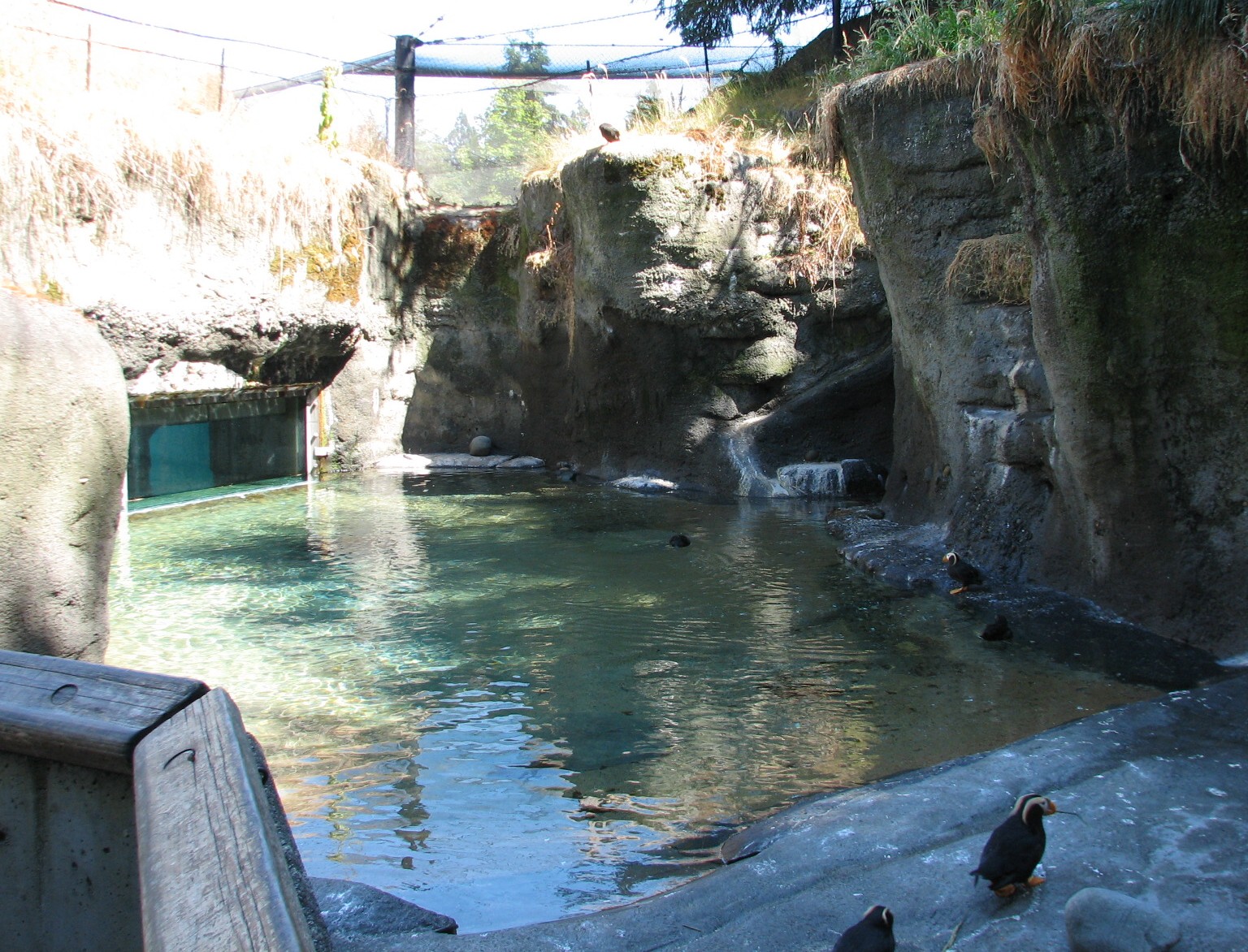 Rocky Shores - Puffin Exhibit