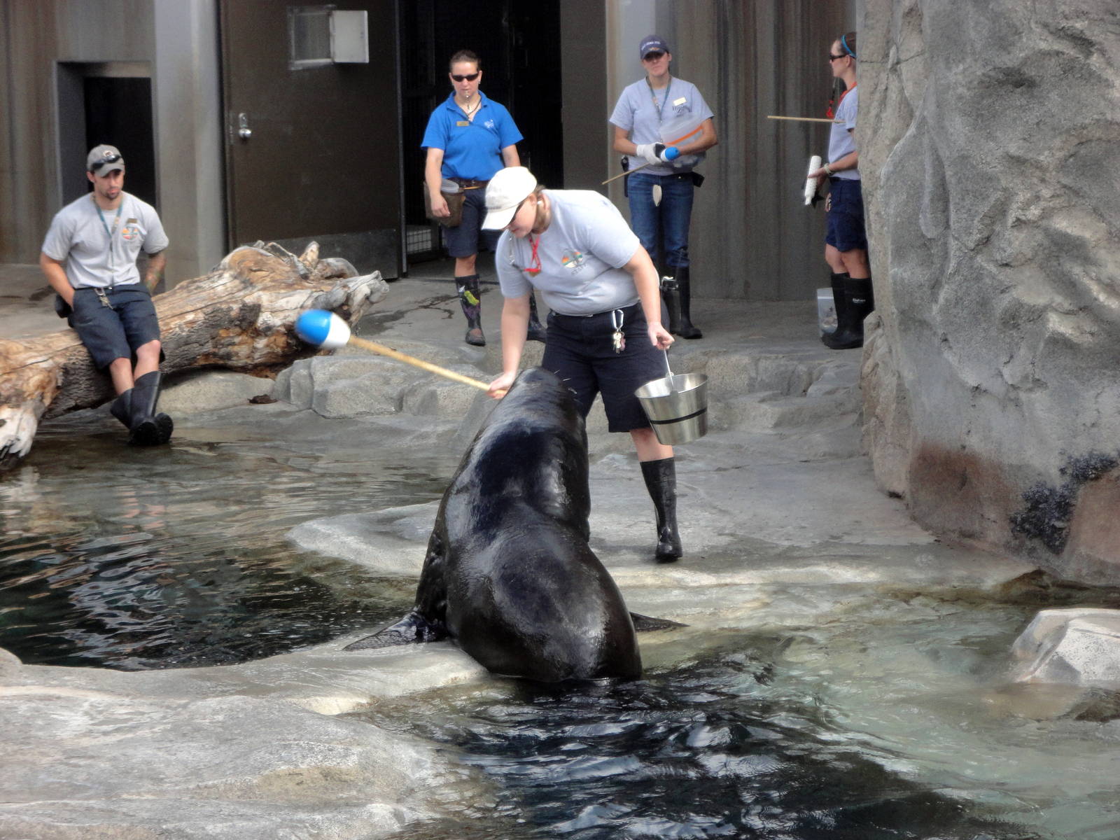 Rocky Shores - Sea Lion Training