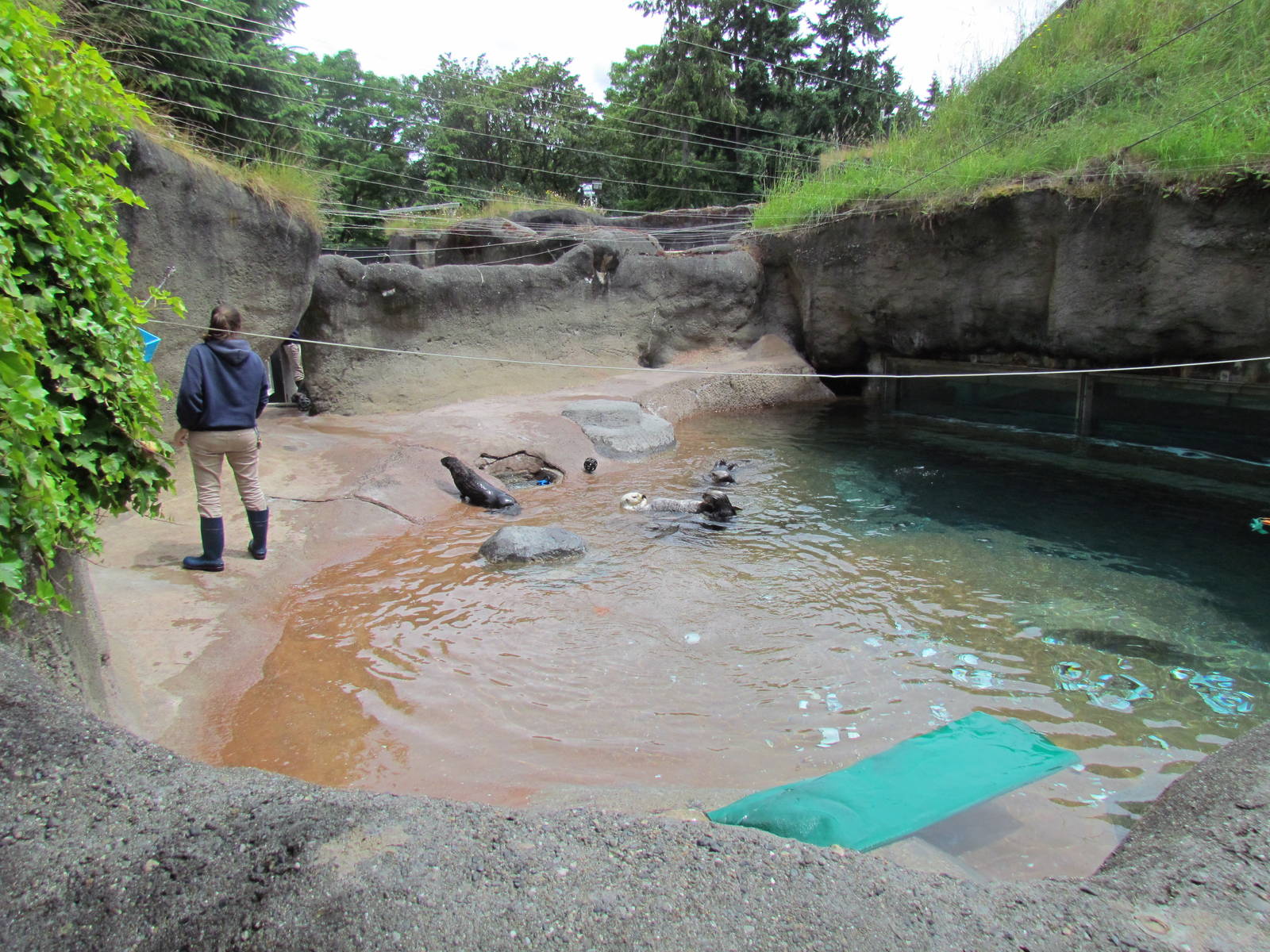 Rocky Shores - Sea Otter Exhibit