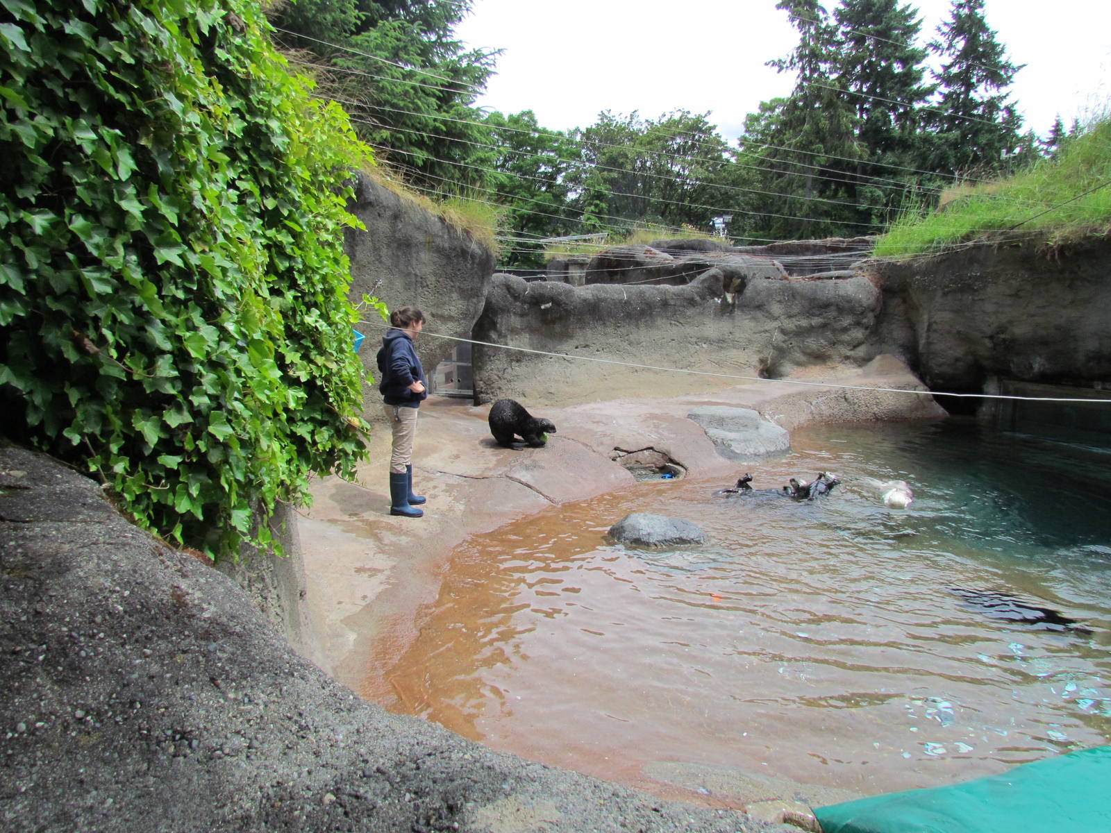 Rocky Shores - Sea Otter Exhibit