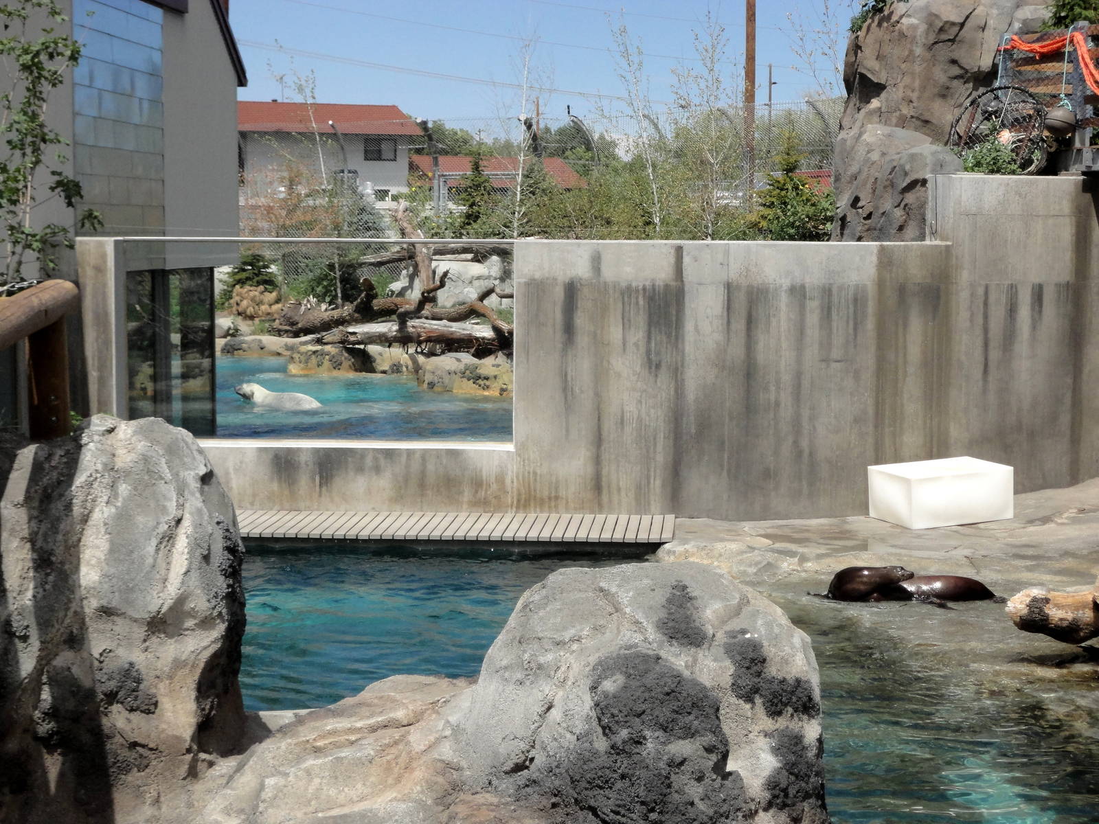 Rocky Shores - Seal/Sea Lion Exhibit
