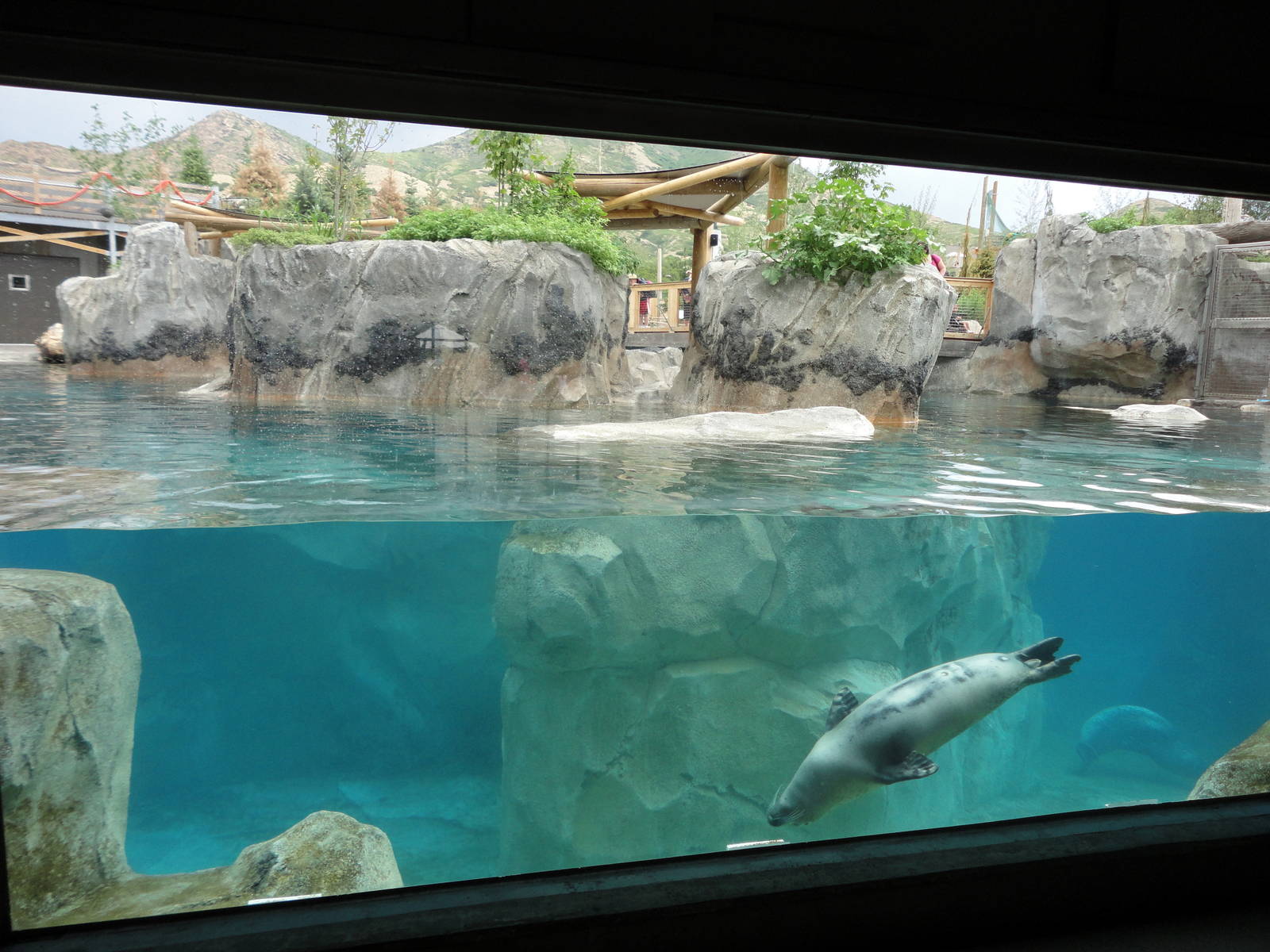 Rocky Shores - Seal/Sea Lion Exhibit