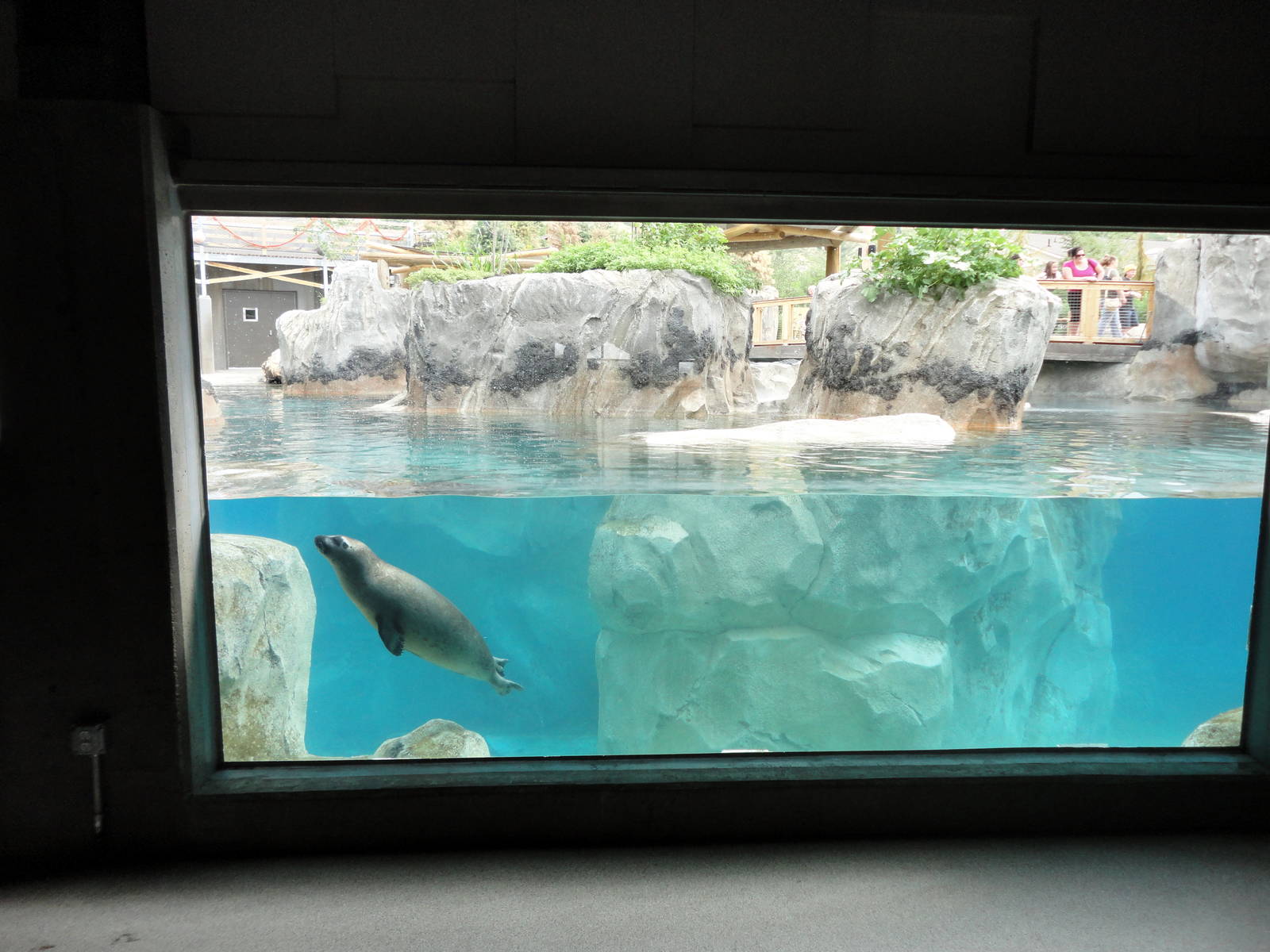 Rocky Shores - Seal/Sea Lion Exhibit