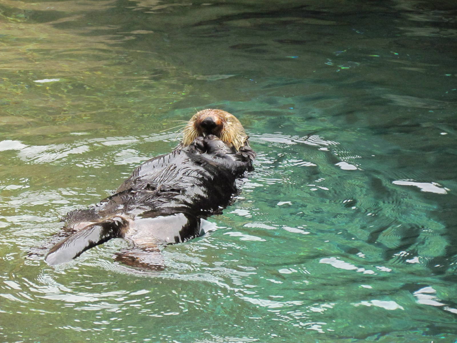 Rocky Shores - Southern Sea Otter