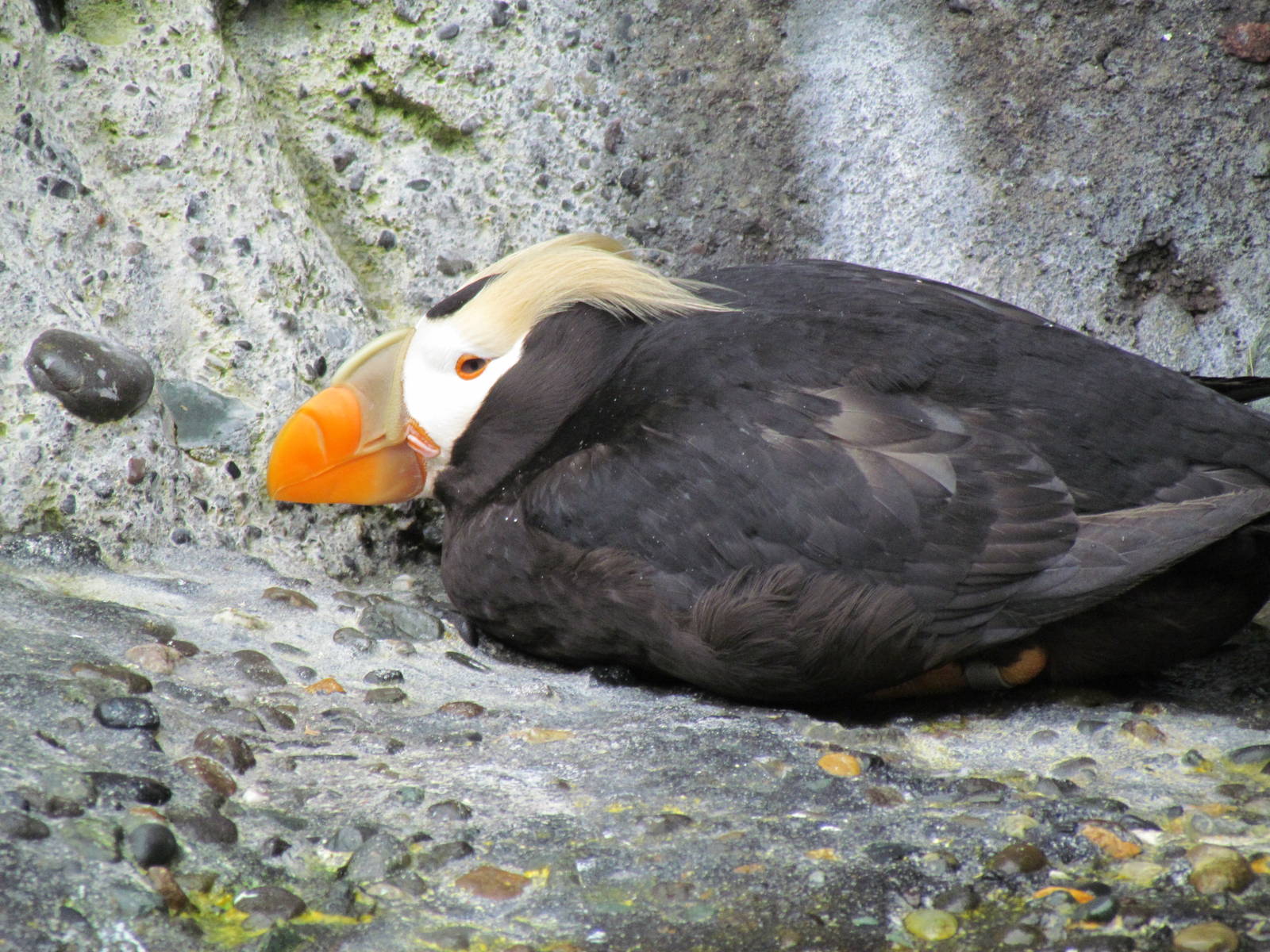 Rocky Shores - Tufted Puffin