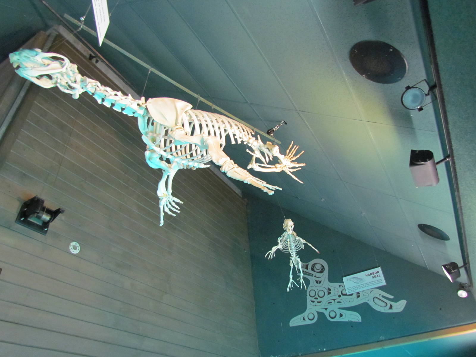 Rocky Shores - Underwater Viewing Gallery