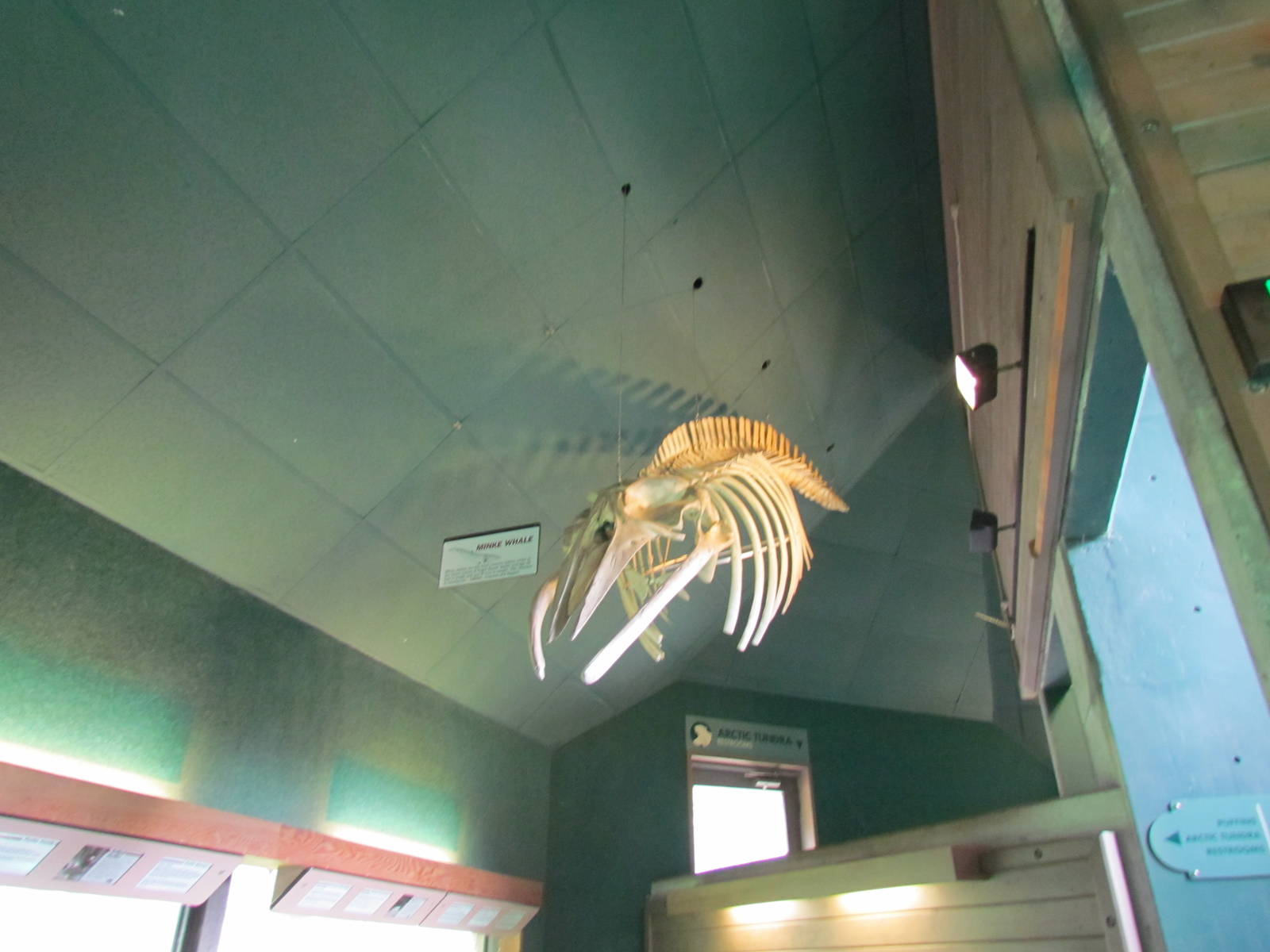 Rocky Shores - Underwater Viewing Gallery