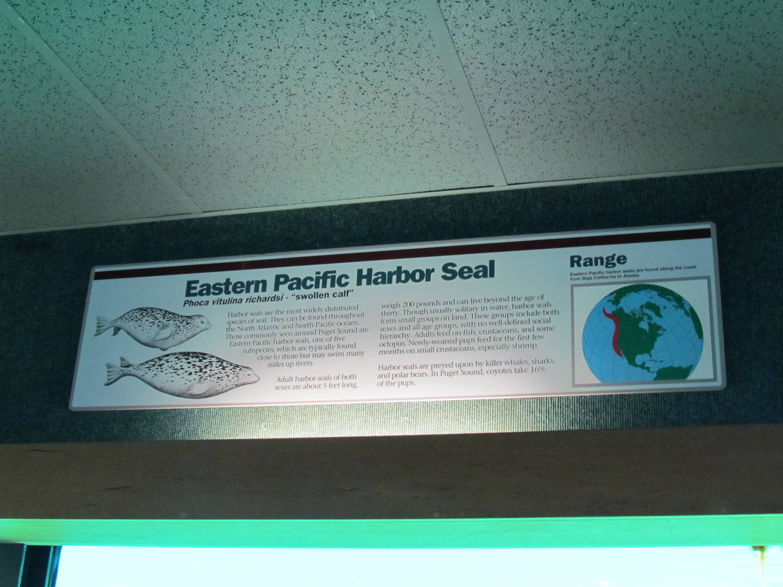 Rocky Shores - Underwater Viewing Gallery