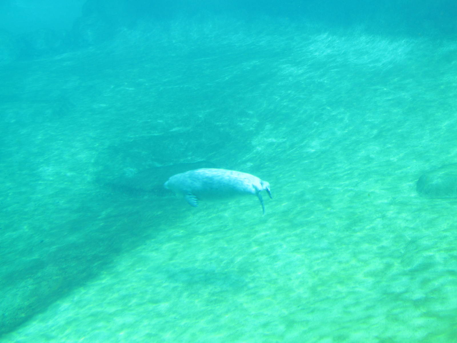 Rocky Shores - Underwater Viewing Gallery