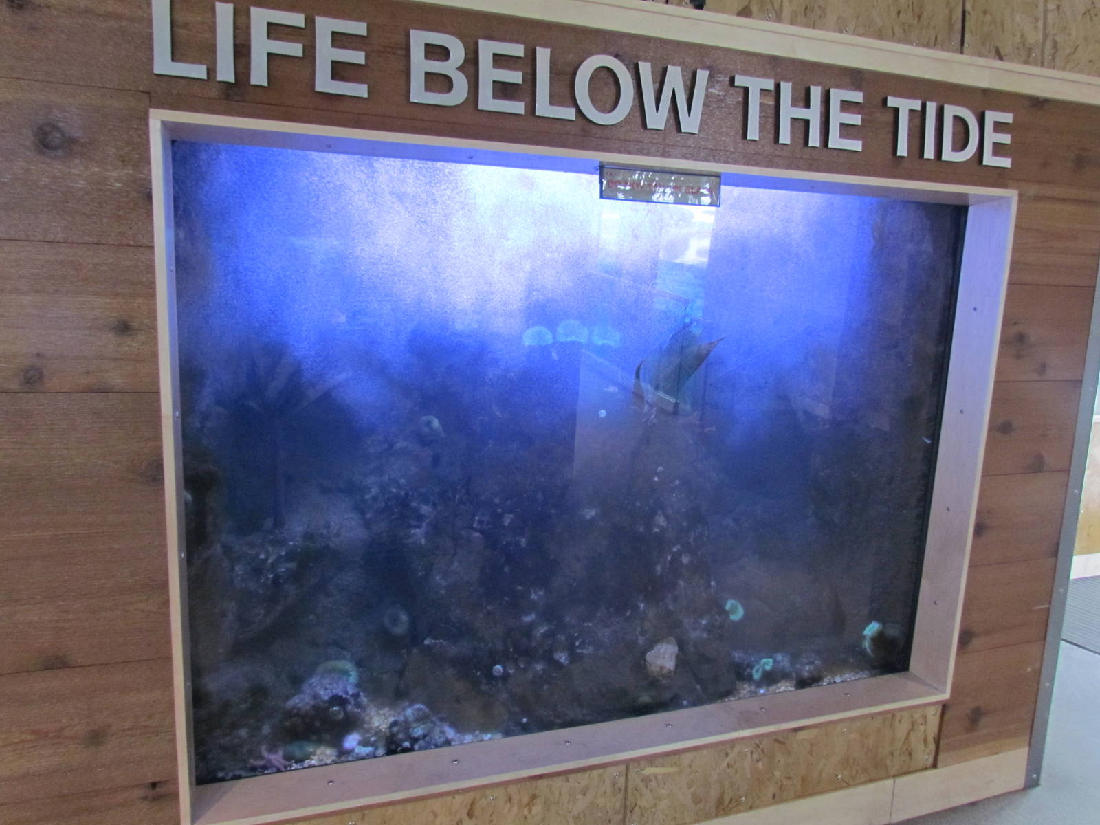 Rocky Shores - Underwater Viewing Gallery