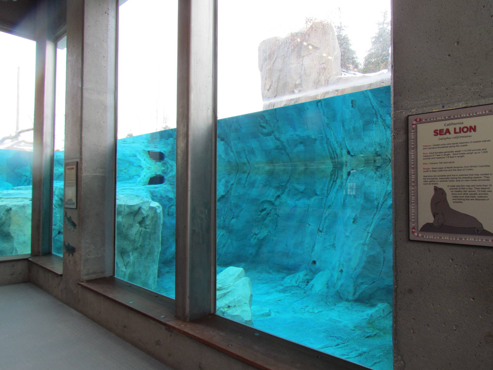 Rocky Shores - Underwater Viewing Gallery