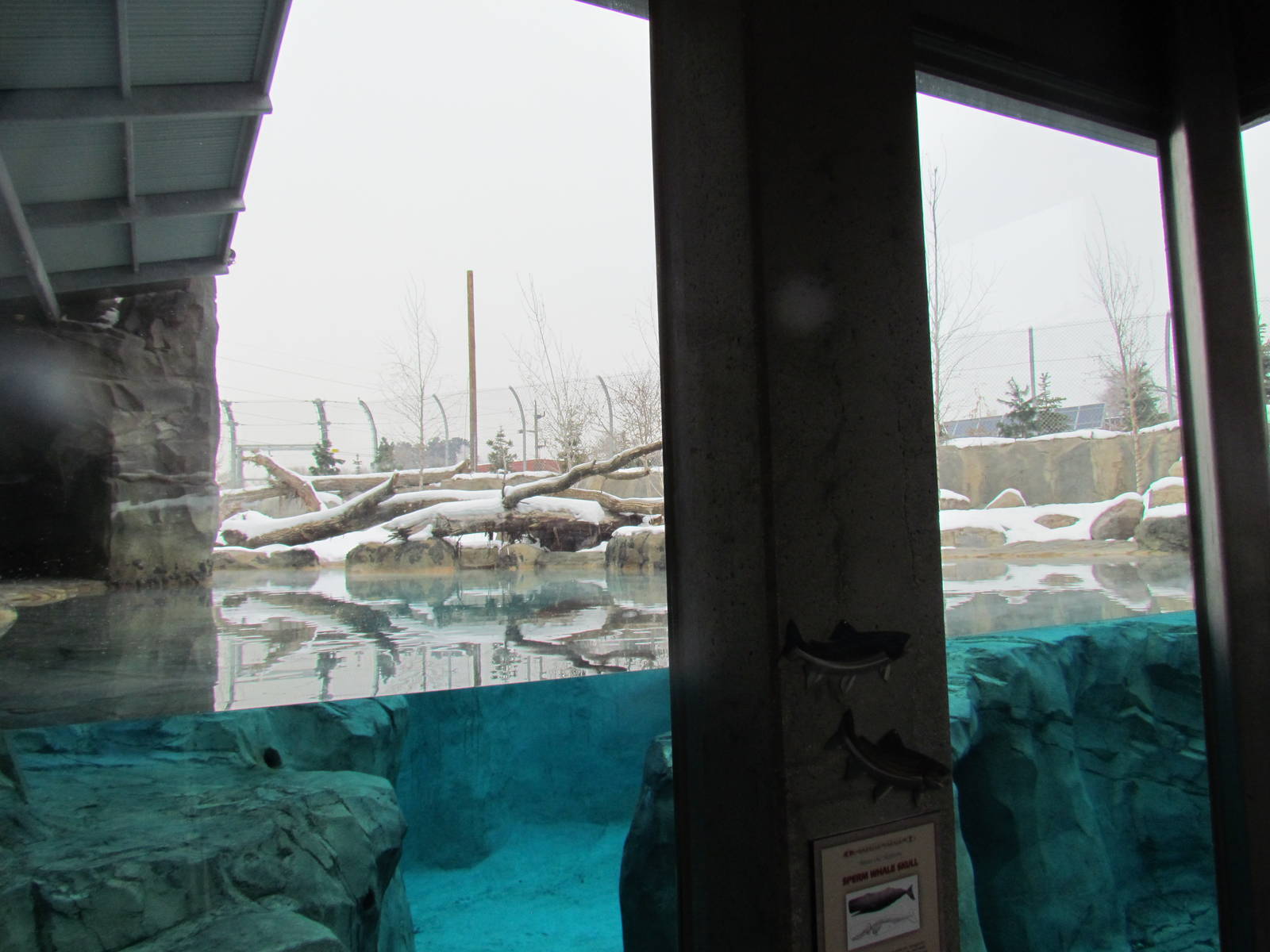 Rocky Shores - Underwater Viewing Gallery